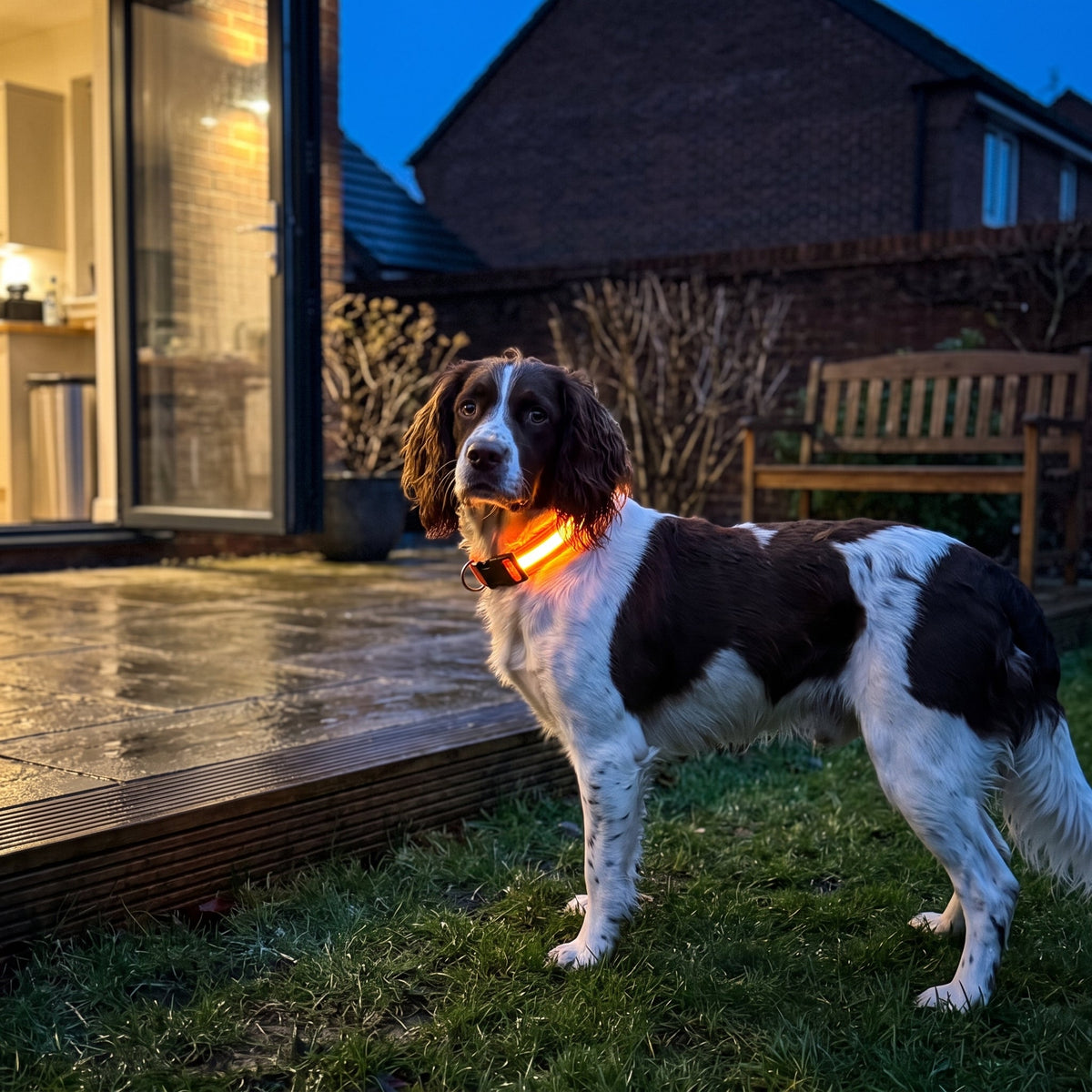 LED Dog Collar