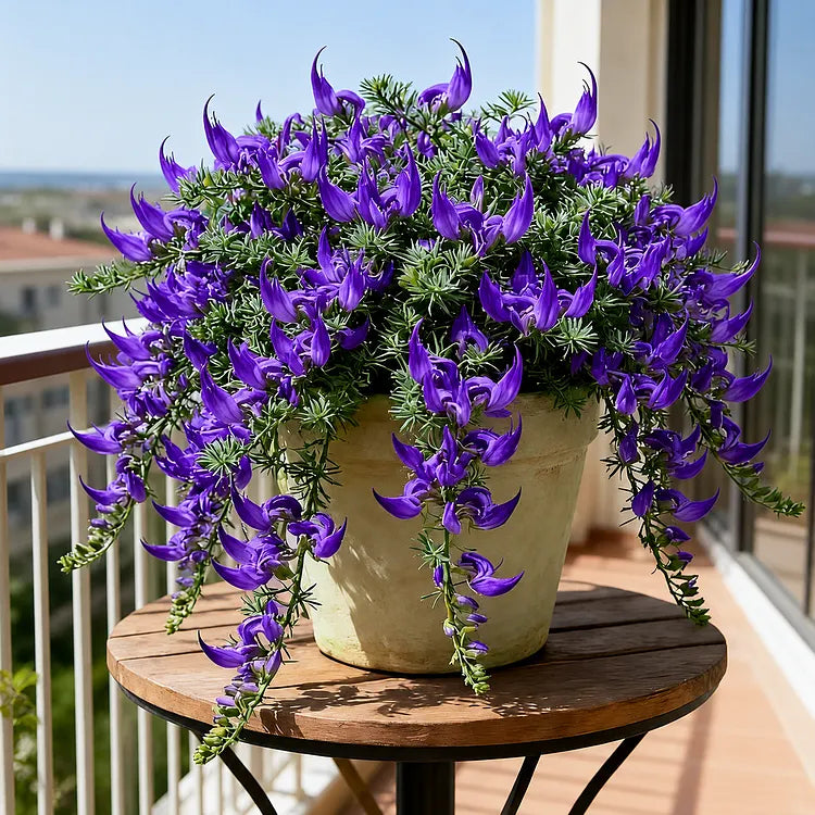 Parrot's Beak Flower Bulbs (100 Seeds)