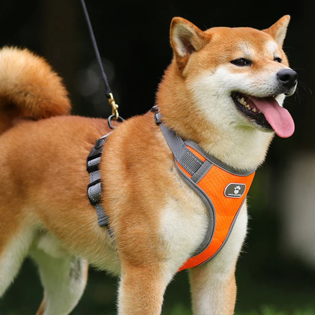 Nordspur | Pawvex Adjustable Reflective Dog Vest Harness
