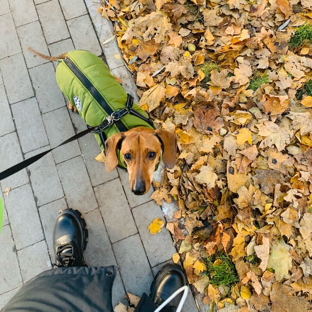 Dog Jacket | Wind & Water Resistant | Integrated Harness