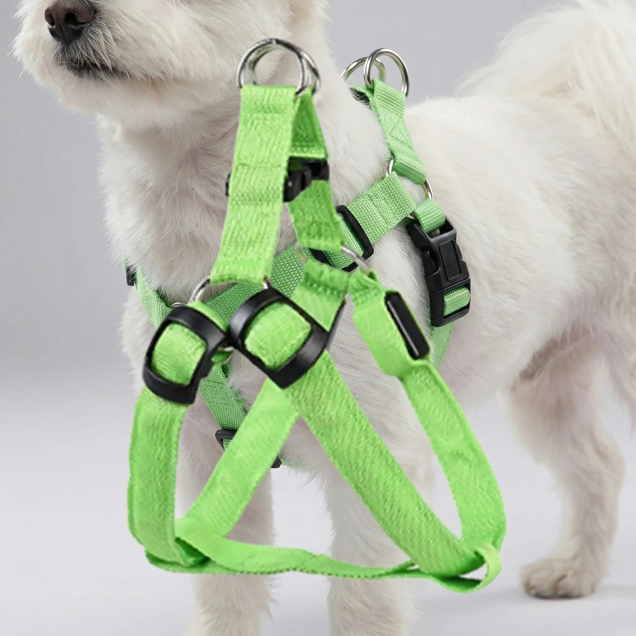 Nordspur | Glowfit Rechargeable LED Safety Dog Harness