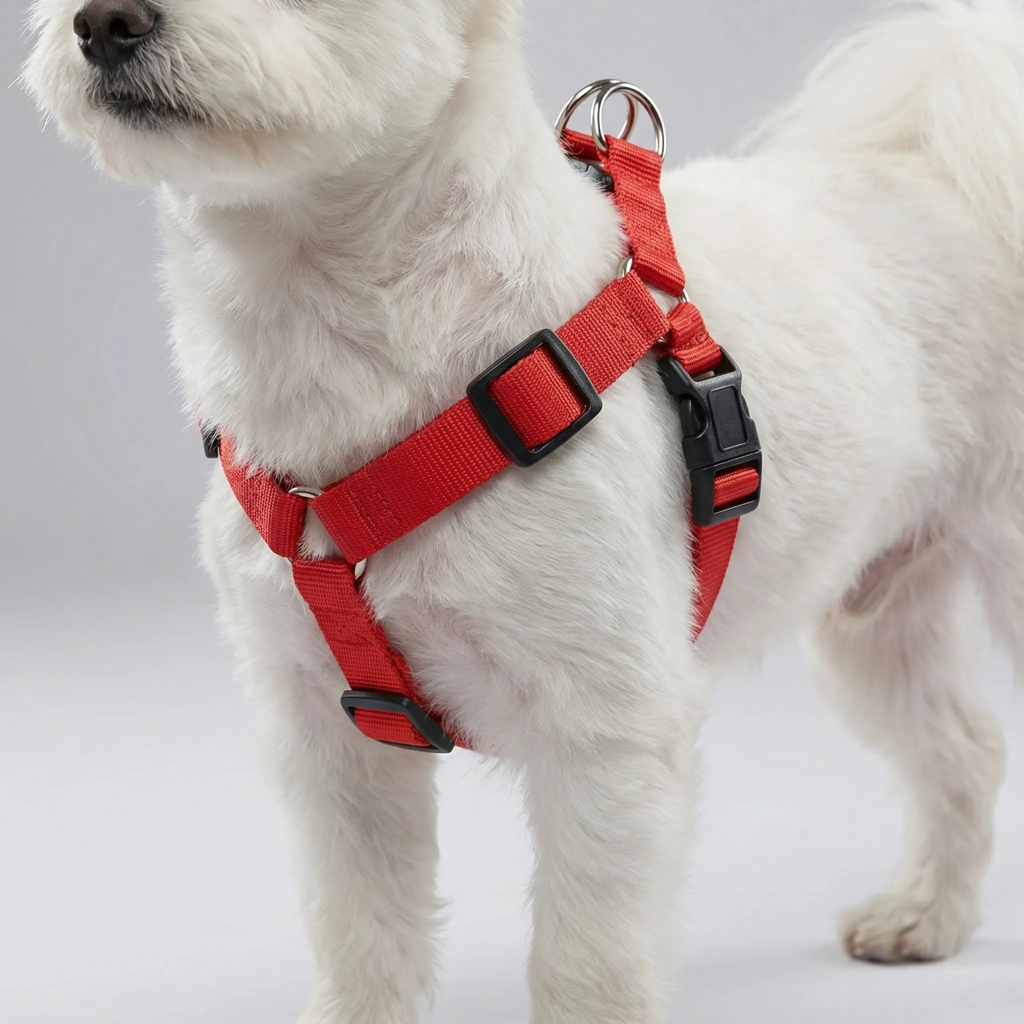 Nordspur | Glowfit Rechargeable LED Safety Dog Harness