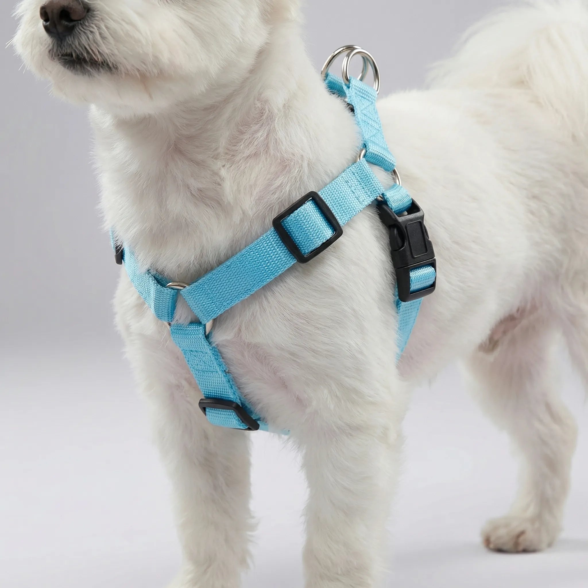 Nordspur | Glowfit Rechargeable LED Safety Dog Harness