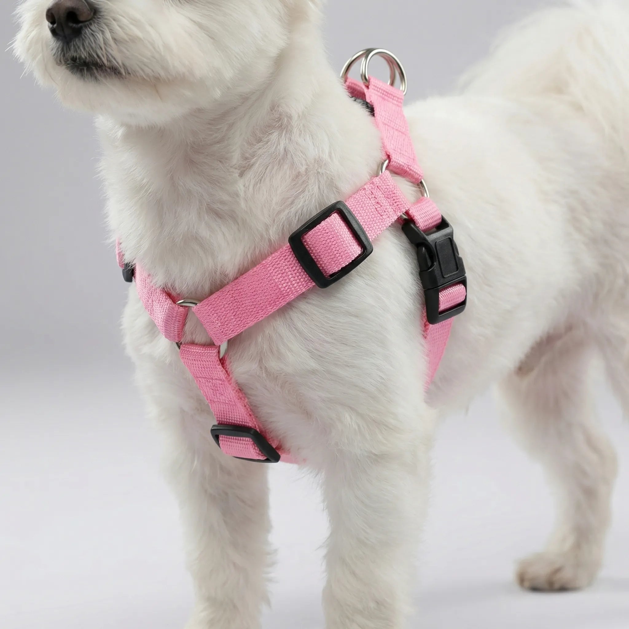 Nordspur | Glowfit Rechargeable LED Safety Dog Harness