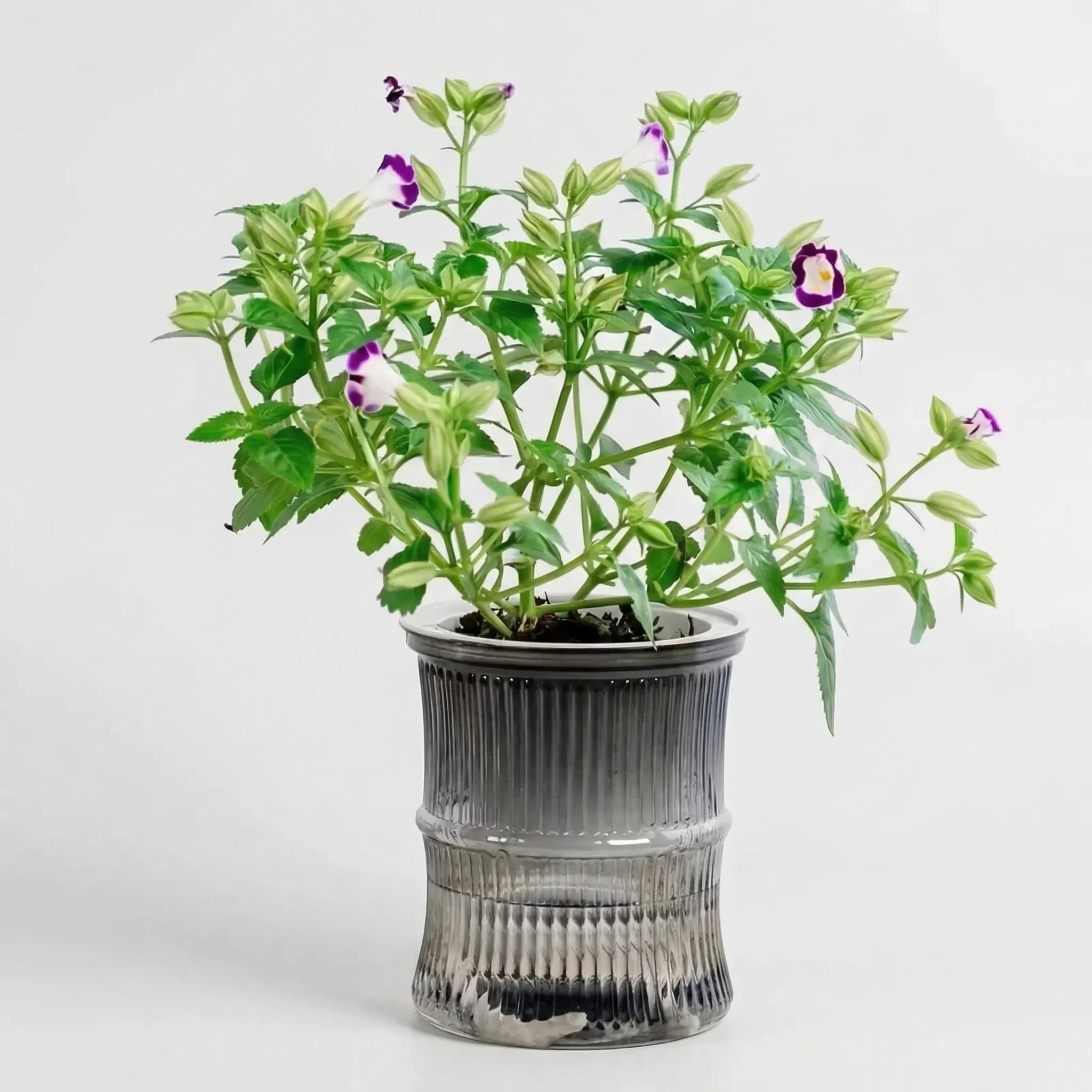 Nordspur | Hydroflo Double-Layer Self-Watering Indoor Planter