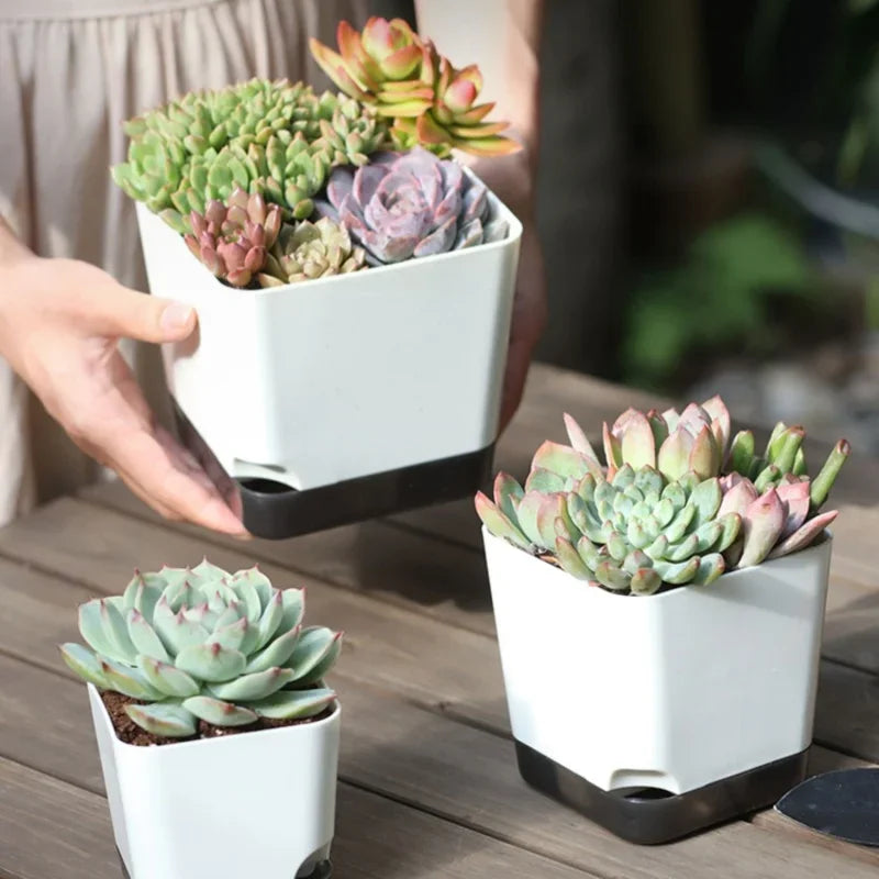 Nordspur | Hydrosiq Square Self-Watering Plant Pots