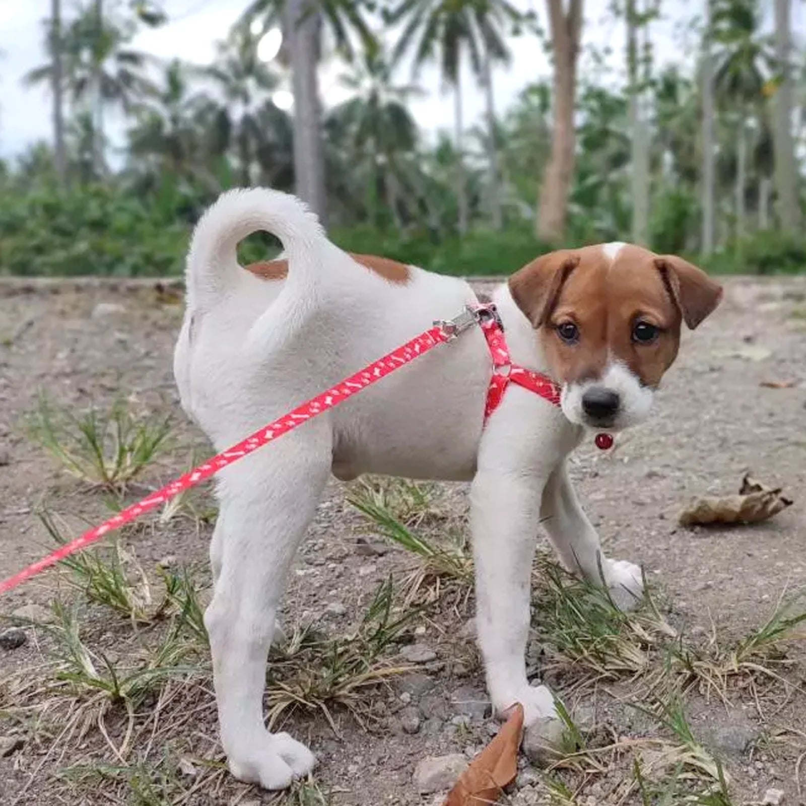 Nordspur | Pawlette Small Pet Harness And Lead Set