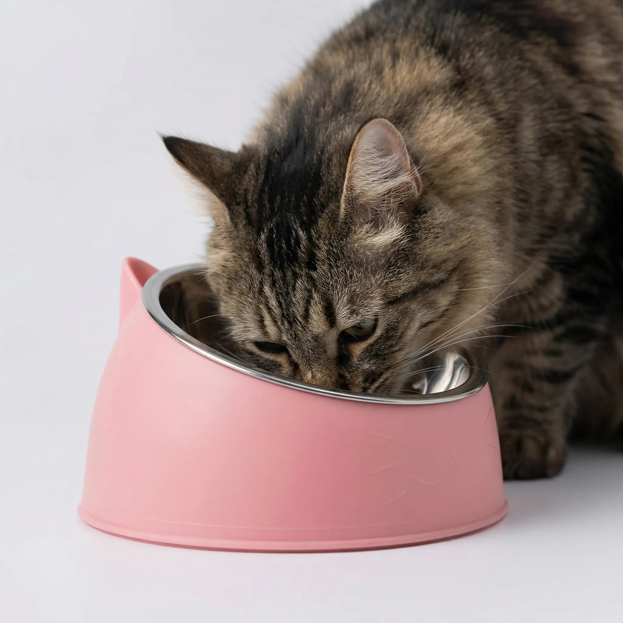 Nordspur | Pawlique Inclined Tilted Cat Feeding Bowl