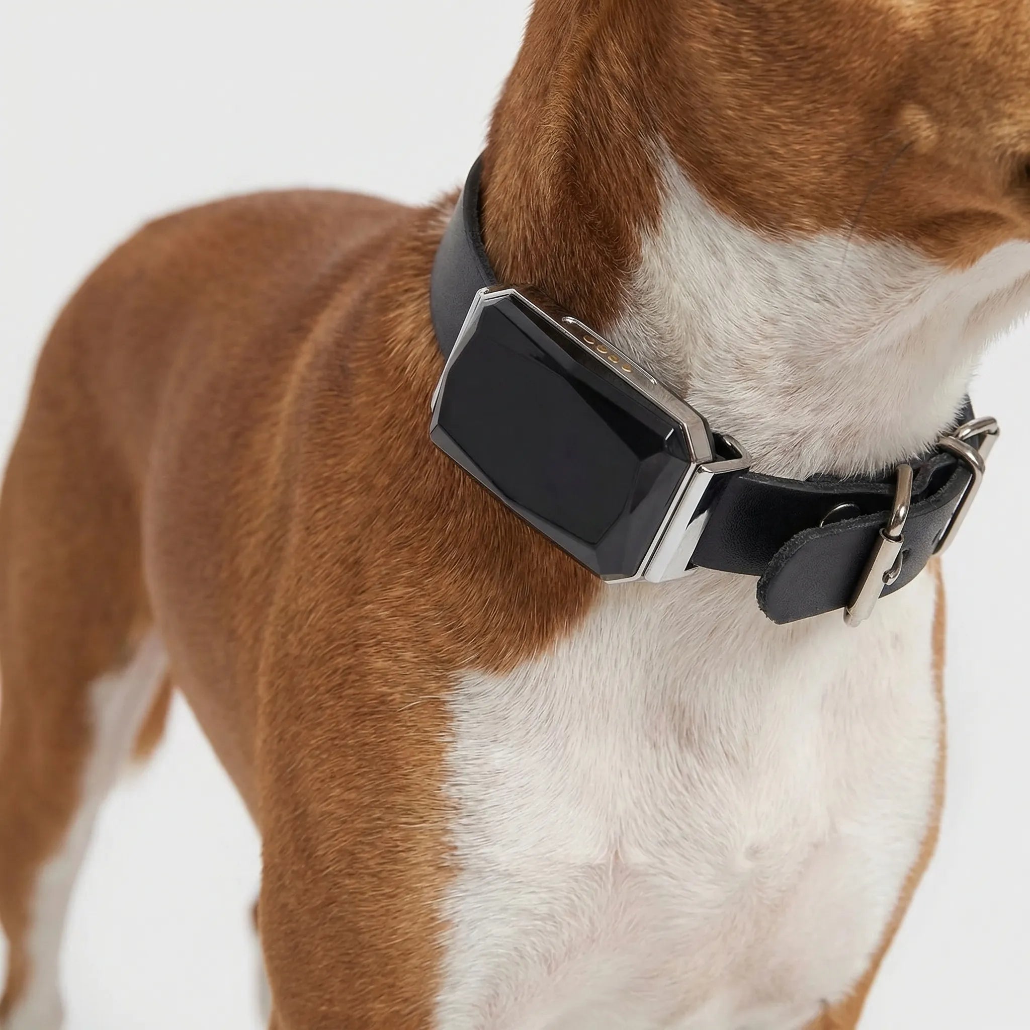 Nordspur | Pawtraq Waterproof GPS Collar For Pets