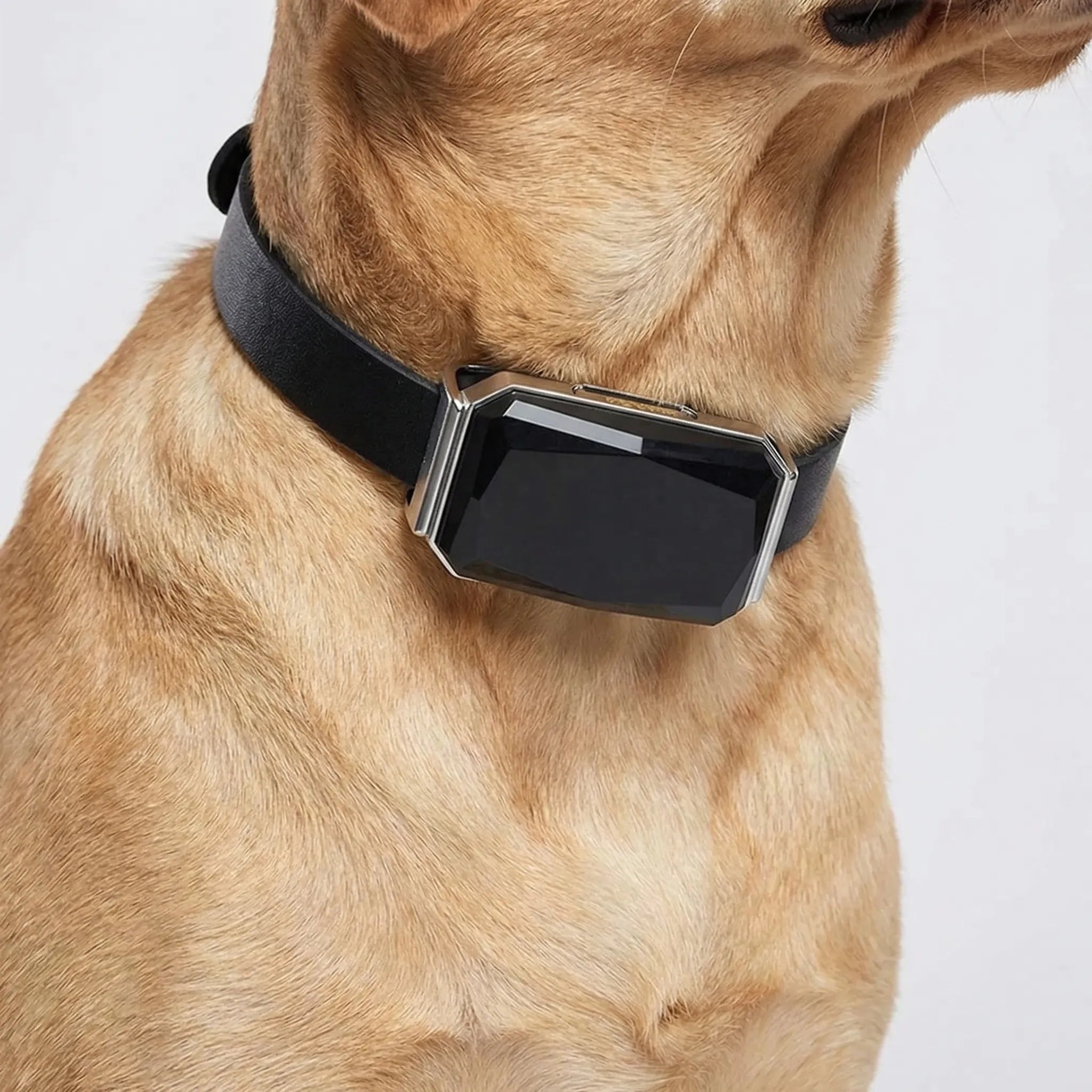 Nordspur | Pawtraq Waterproof GPS Collar For Pets