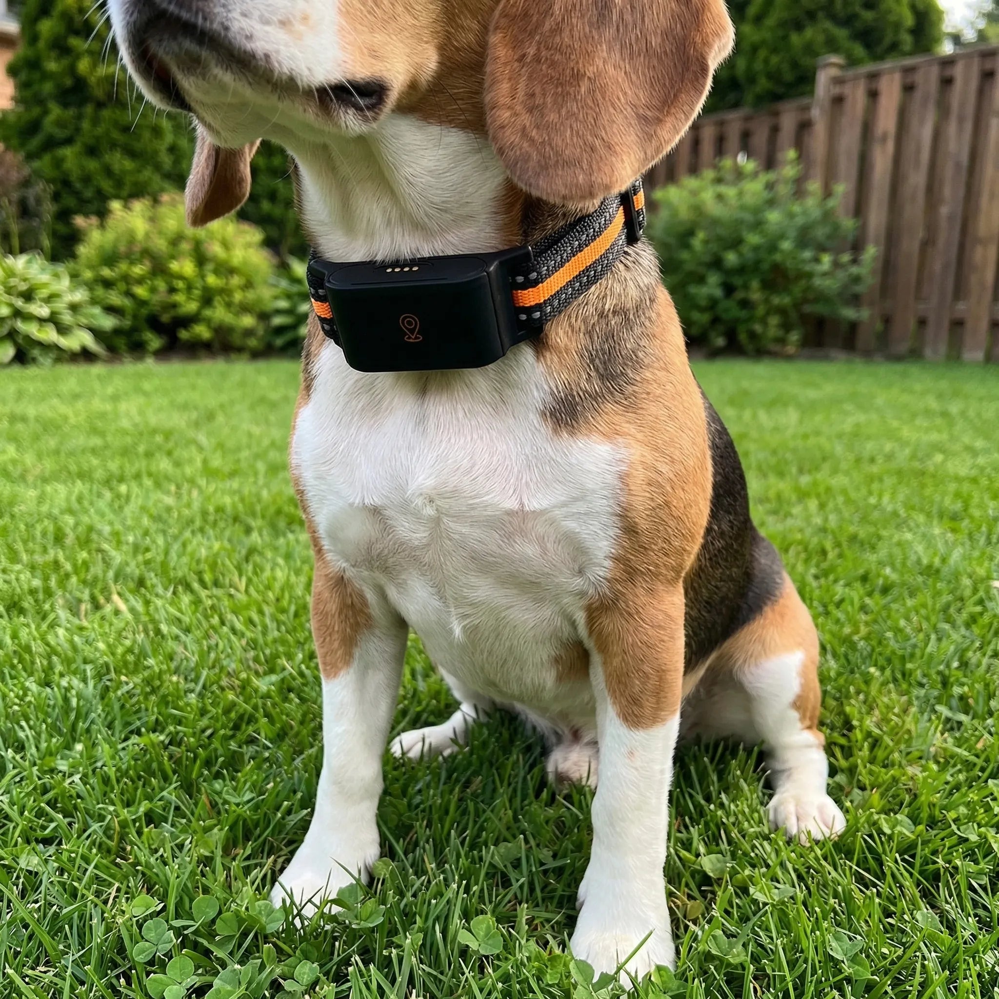 Nordspur | Pawtraq Waterproof Mini GPS Pet Collar