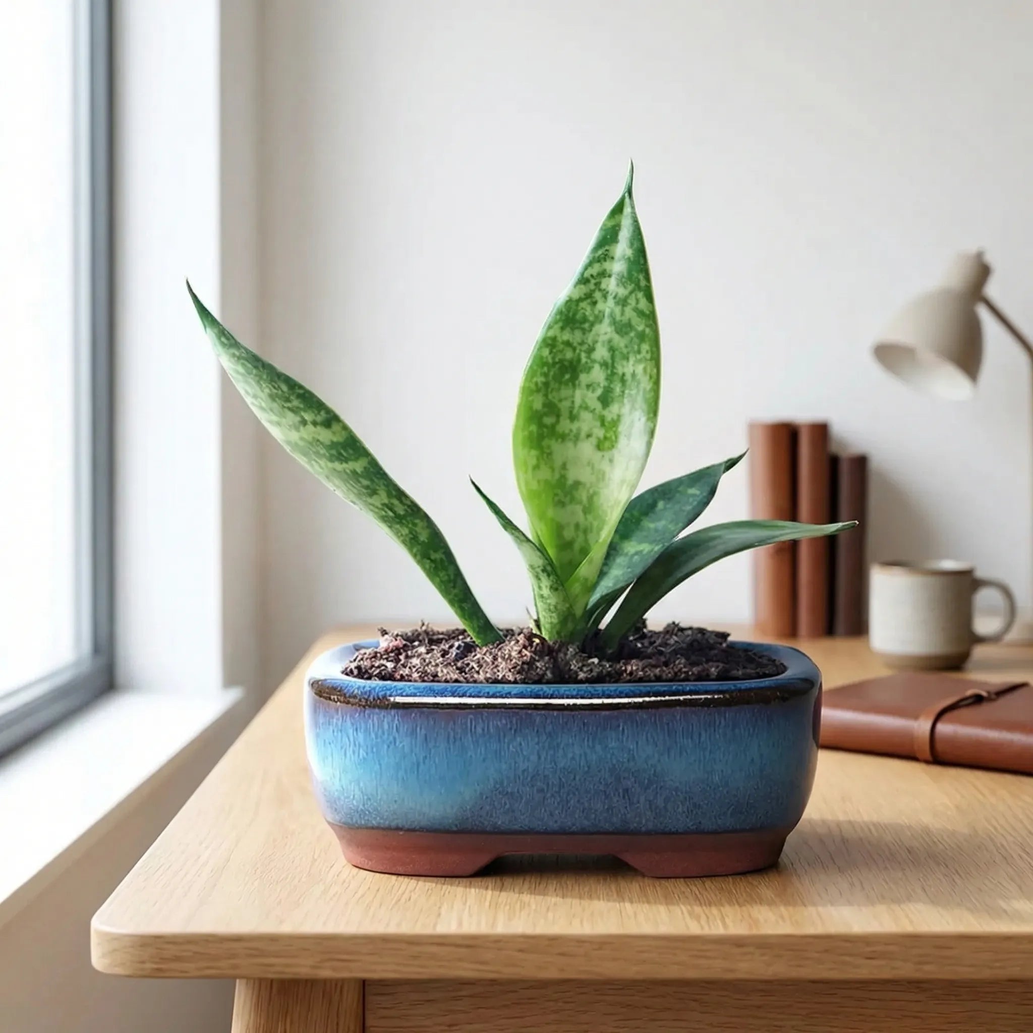 Nordspur | Terraventi Glazed Rectangular Low-Profile Plant Pot