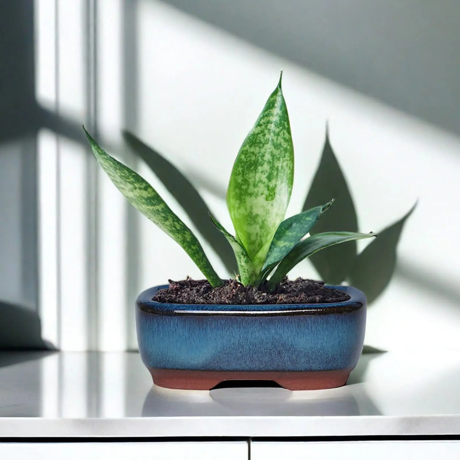 Nordspur | Terraventi Glazed Rectangular Low-Profile Plant Pot