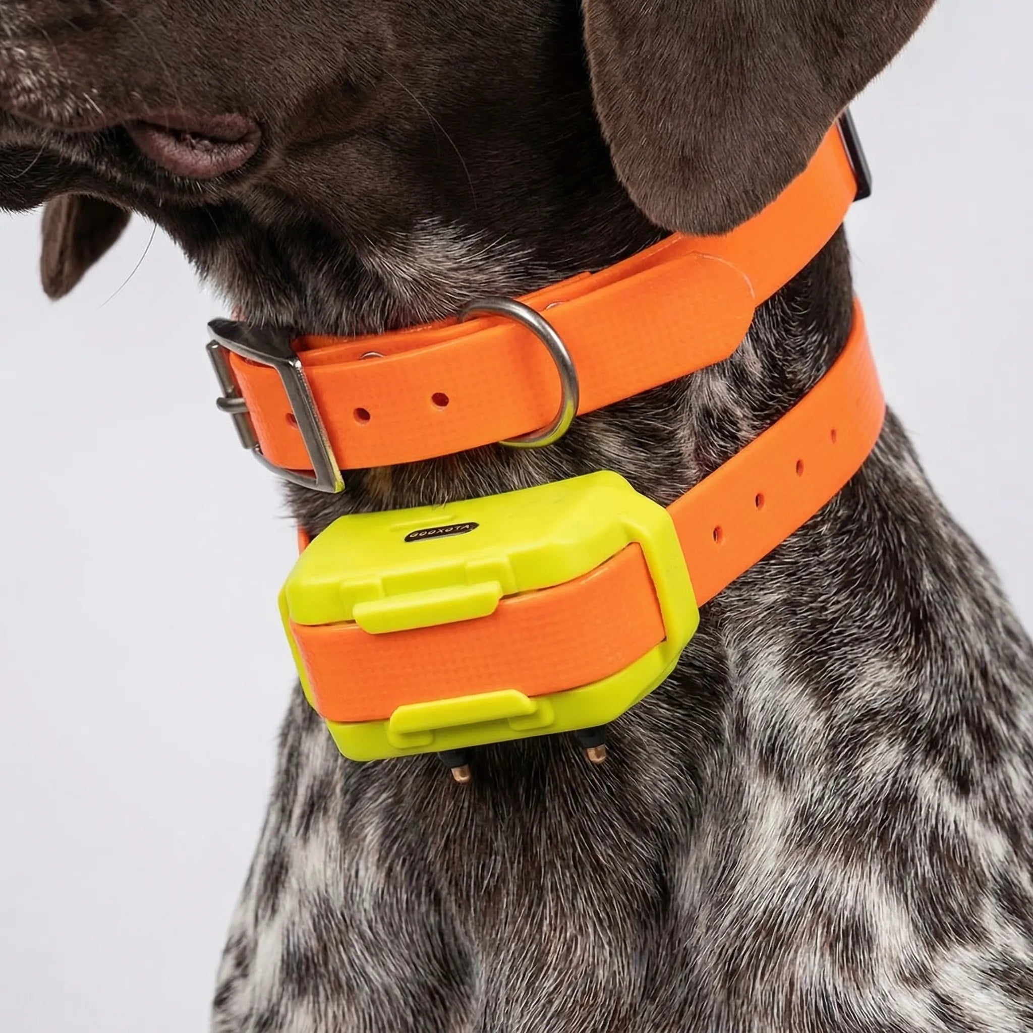 Nordspur | Trackhound 4G GPS Hunting Dog Collar