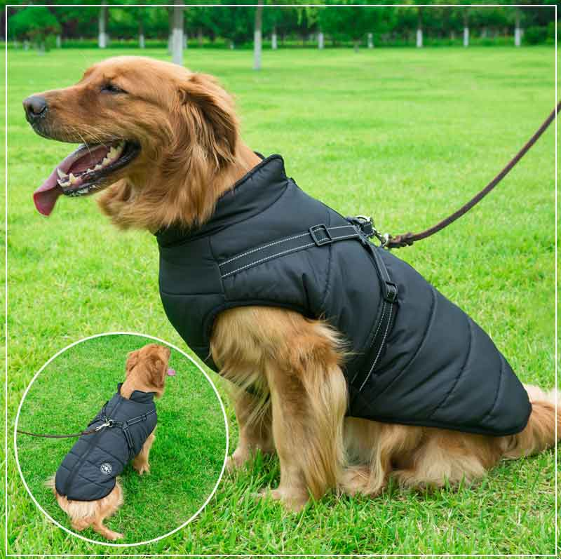 Winter Jacket for Dogs with Harness