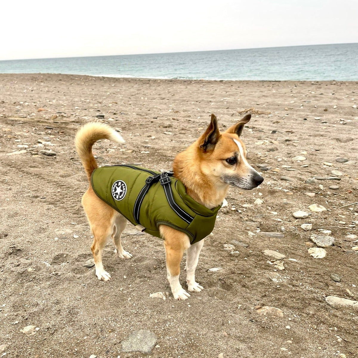 Dog Jacket | Wind & Water Resistant | Integrated Harness