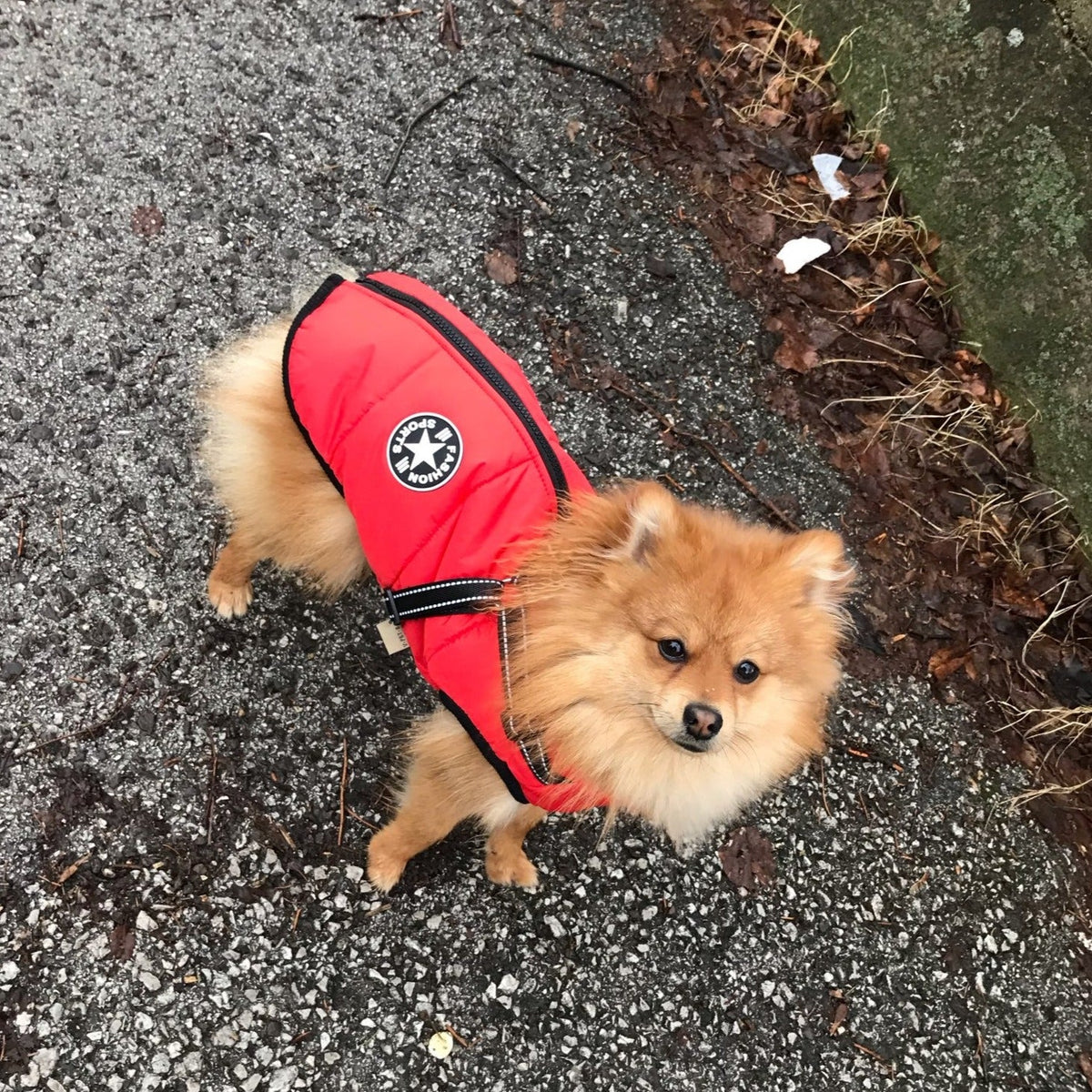 Dog Jacket | Wind & Water Resistant | Integrated Harness