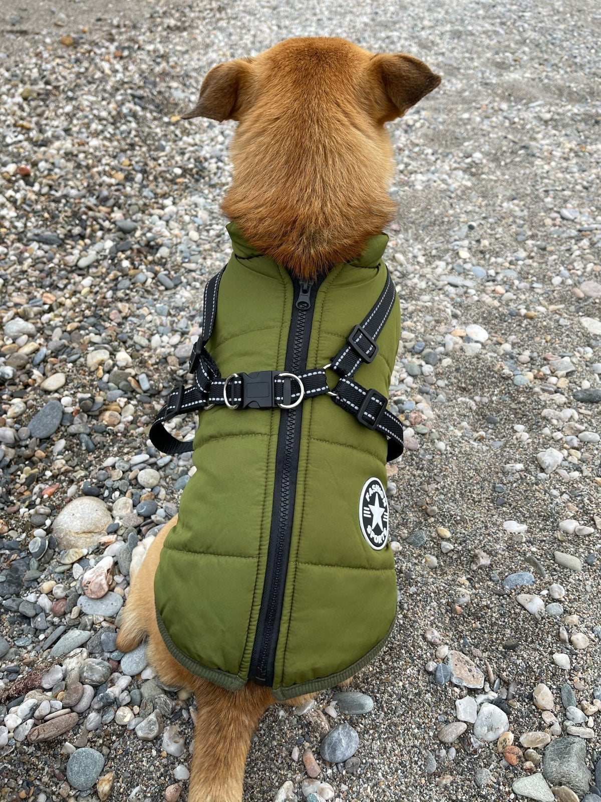 Dog Jacket | Wind & Water Resistant | Integrated Harness