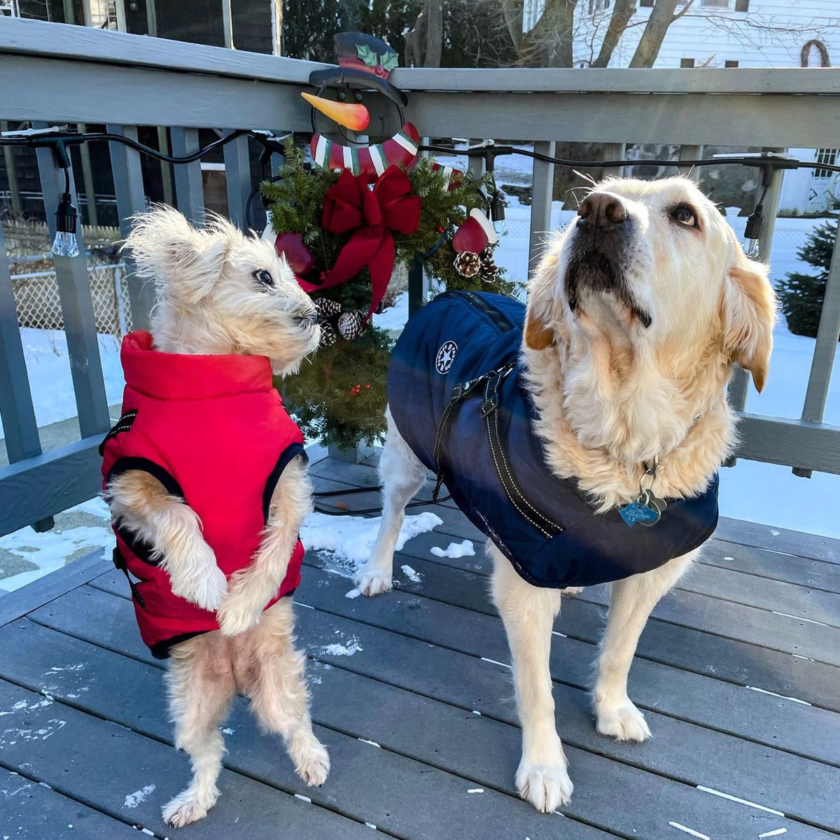 Dog Jacket | Wind & Water Resistant | Integrated Harness