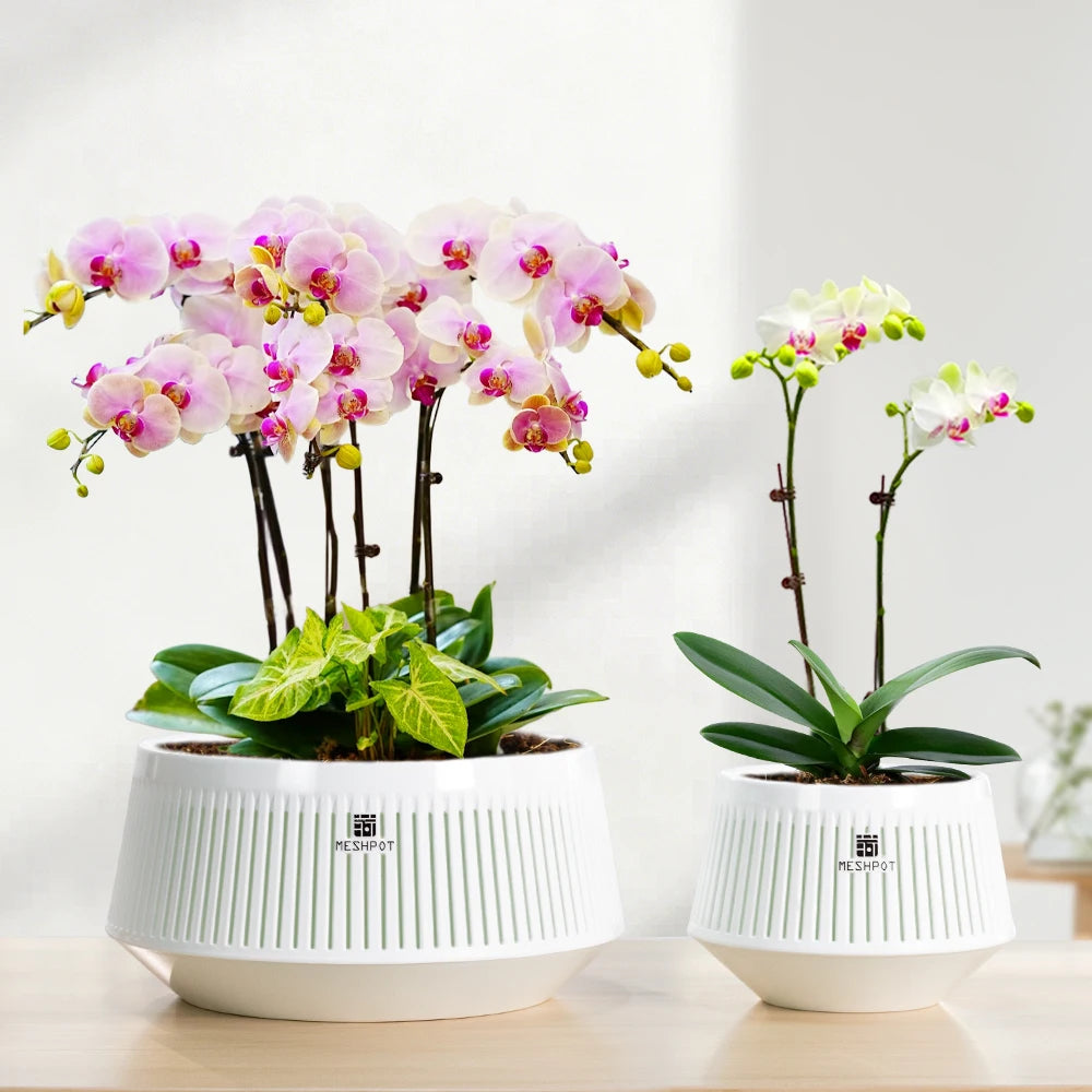 Nordspur | Aerabowl Ventilated Indoor Orchid Planter