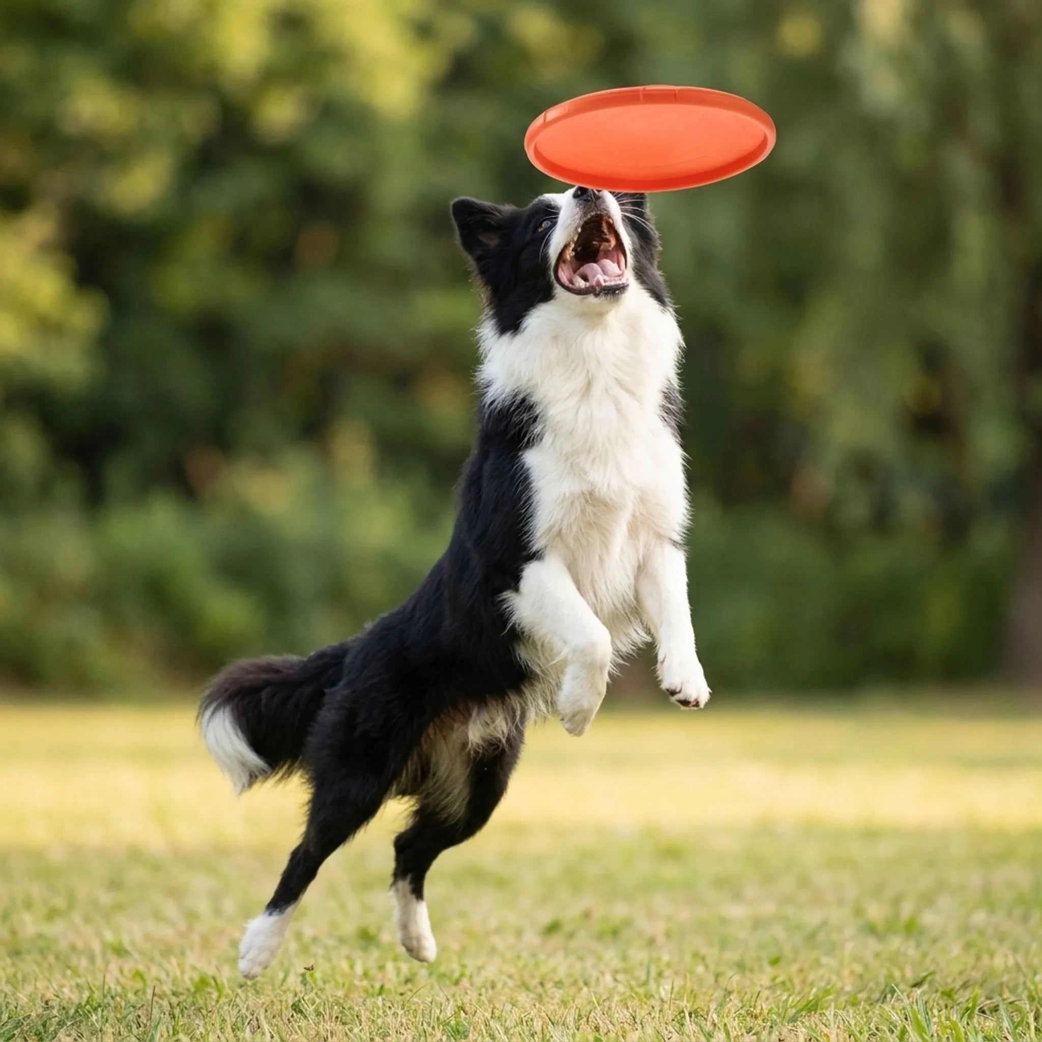 Nordspur | Aerofetch Flexible Pet Flying Disc