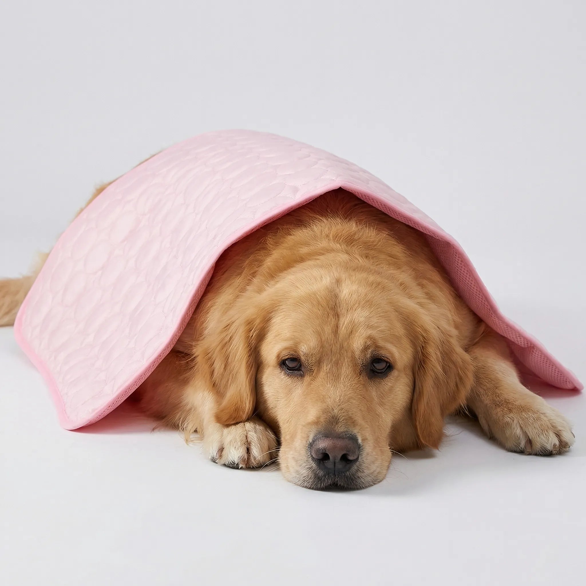Nordspur | Coolpaw Breathable Mesh Cooling Pet Mat