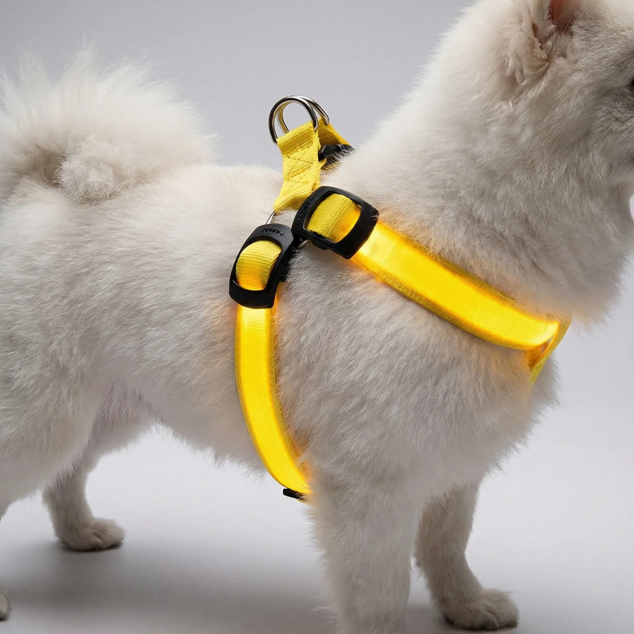 Nordspur | Glowfit Rechargeable LED Safety Dog Harness