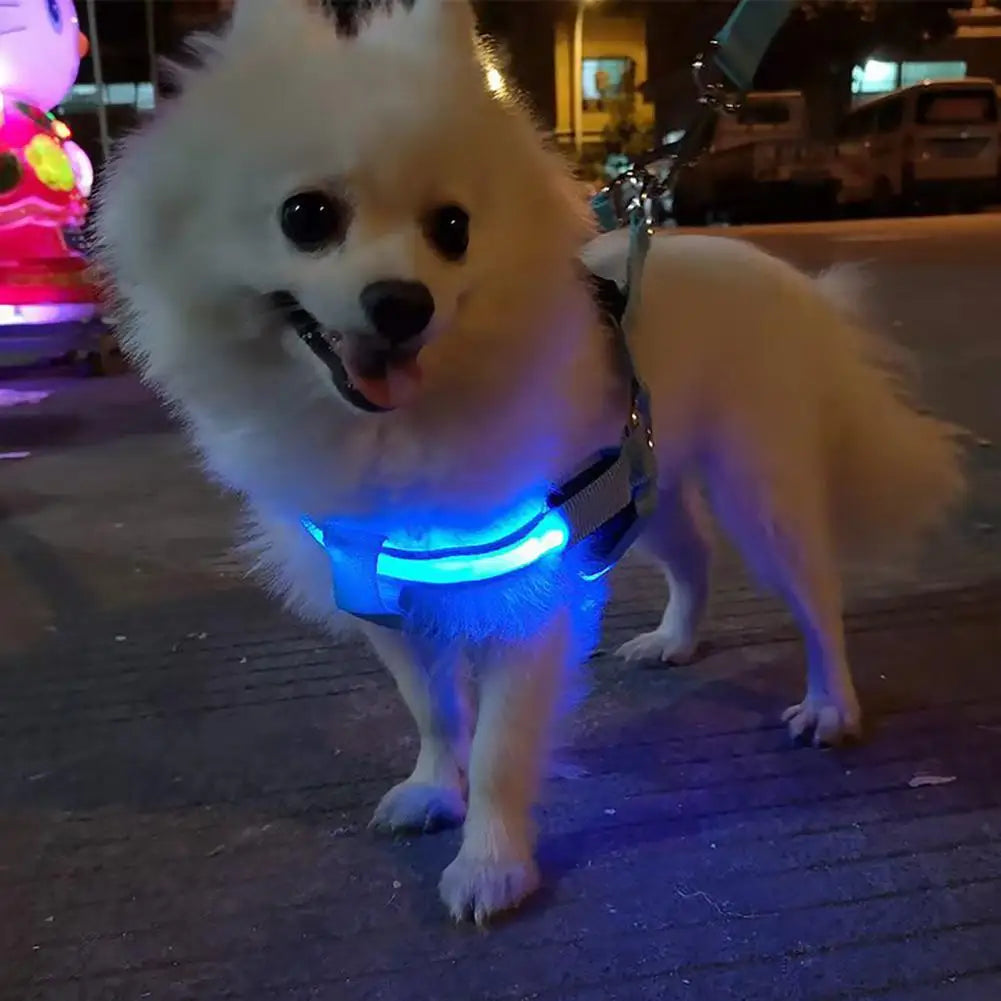 Nordspur | Glowfit Rechargeable LED Safety Dog Harness