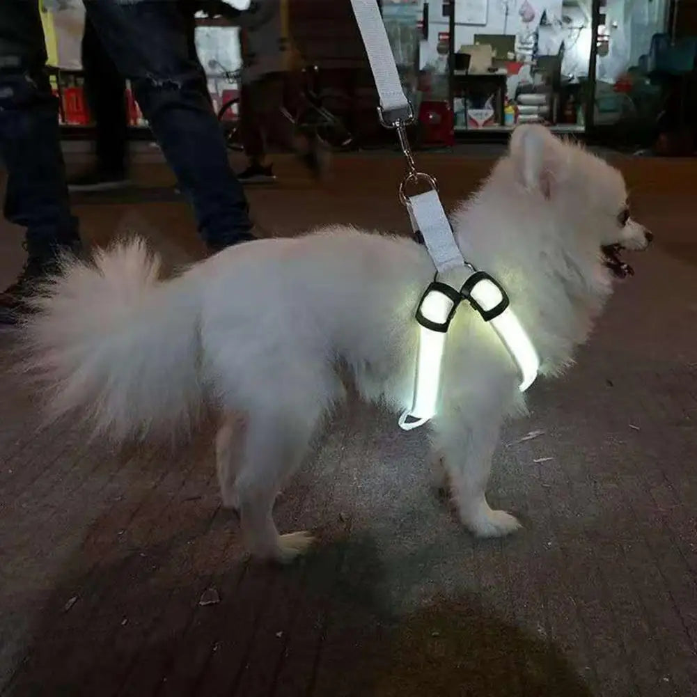 Nordspur | Glowfit Rechargeable LED Safety Dog Harness