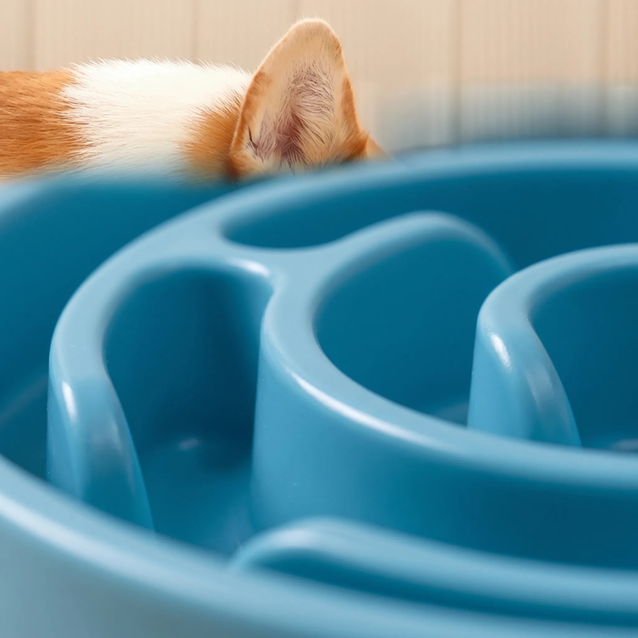 Nordspur | GrazeBowl Maze Pattern Slow Feeder Dog Bowl