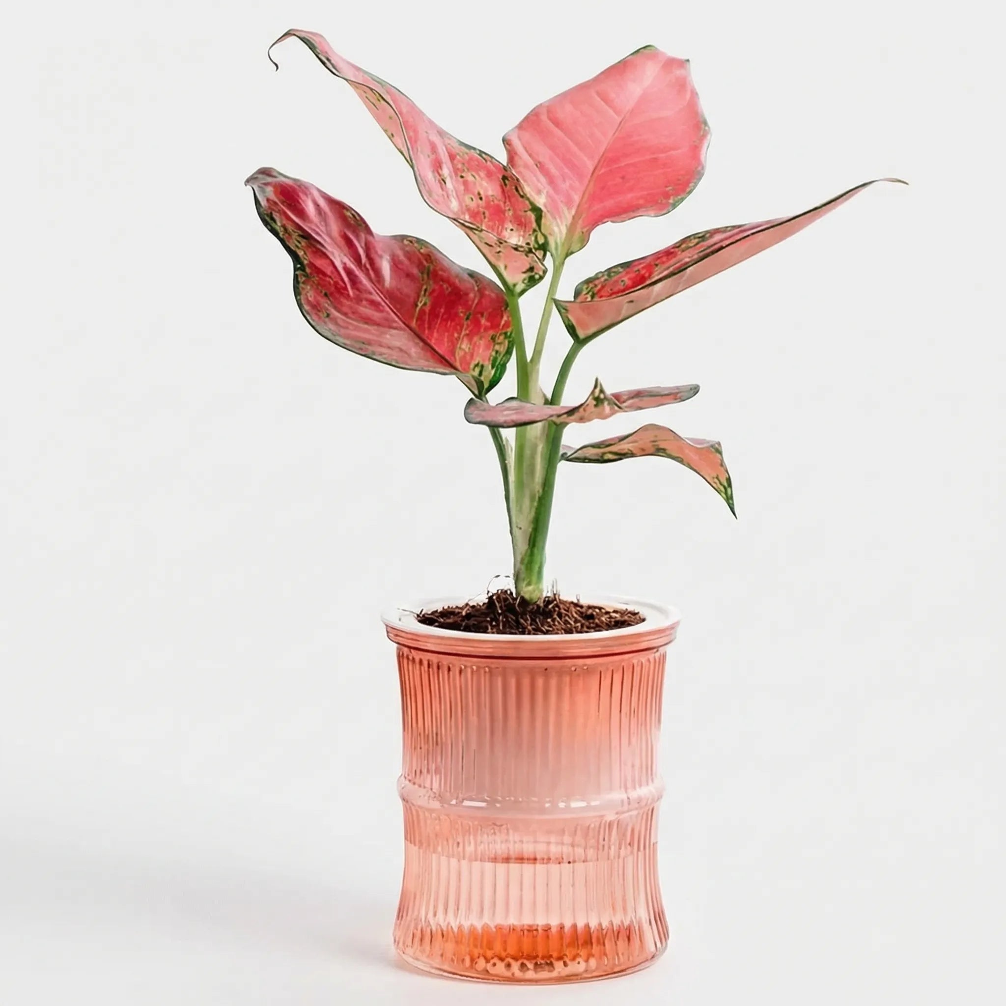 Nordspur | Hydroflo Double-Layer Self-Watering Indoor Planter