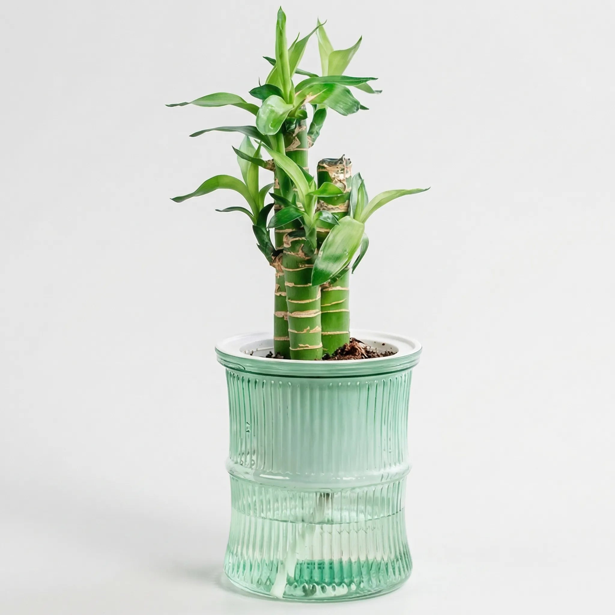 Nordspur | Hydroflo Double-Layer Self-Watering Indoor Planter