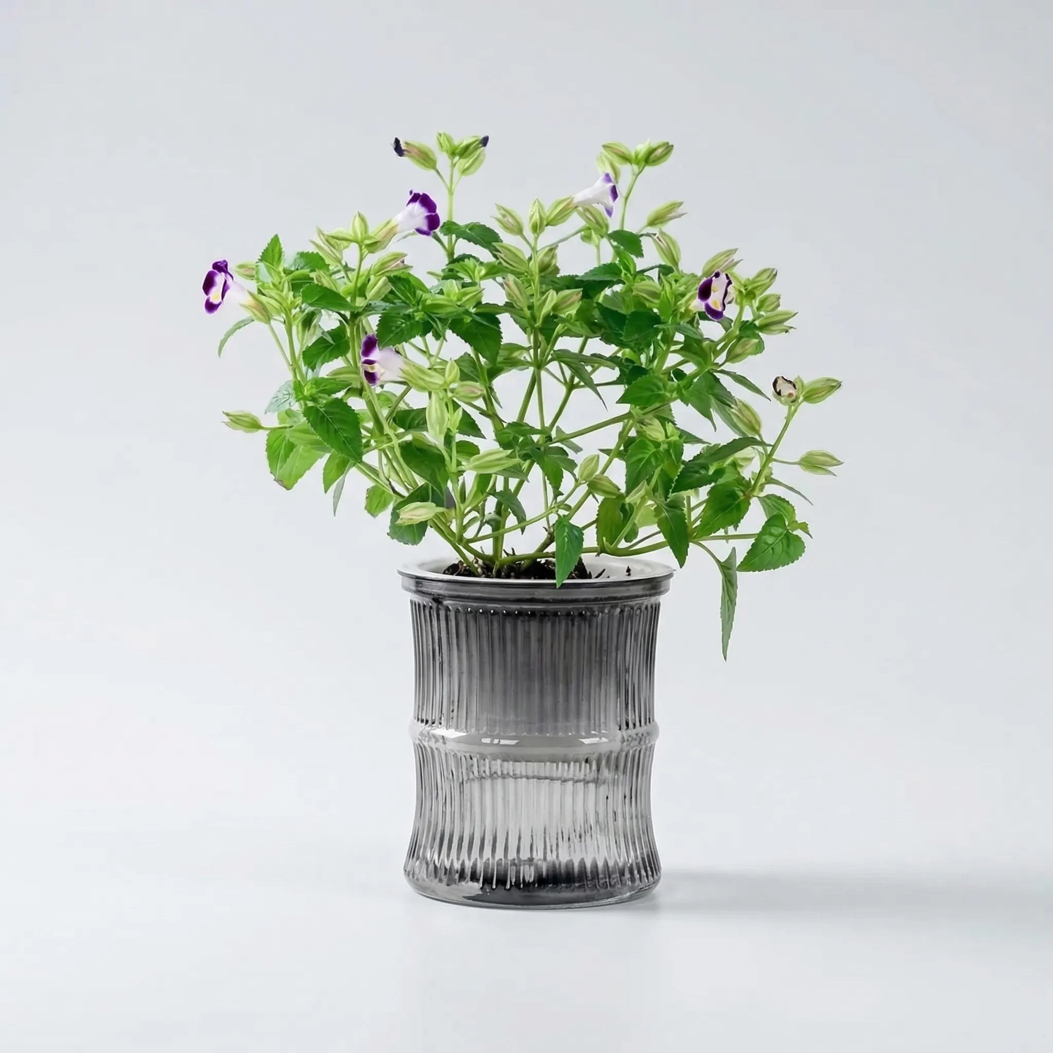 Nordspur | Hydroflo Double-Layer Self-Watering Indoor Planter