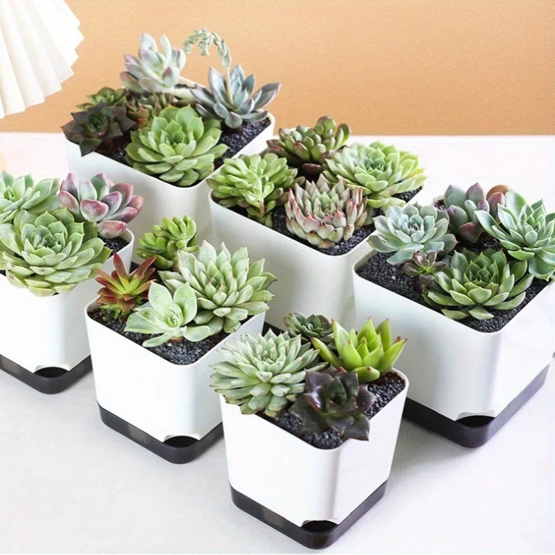 Nordspur | Hydrolia Self-Watering Indoor Planters