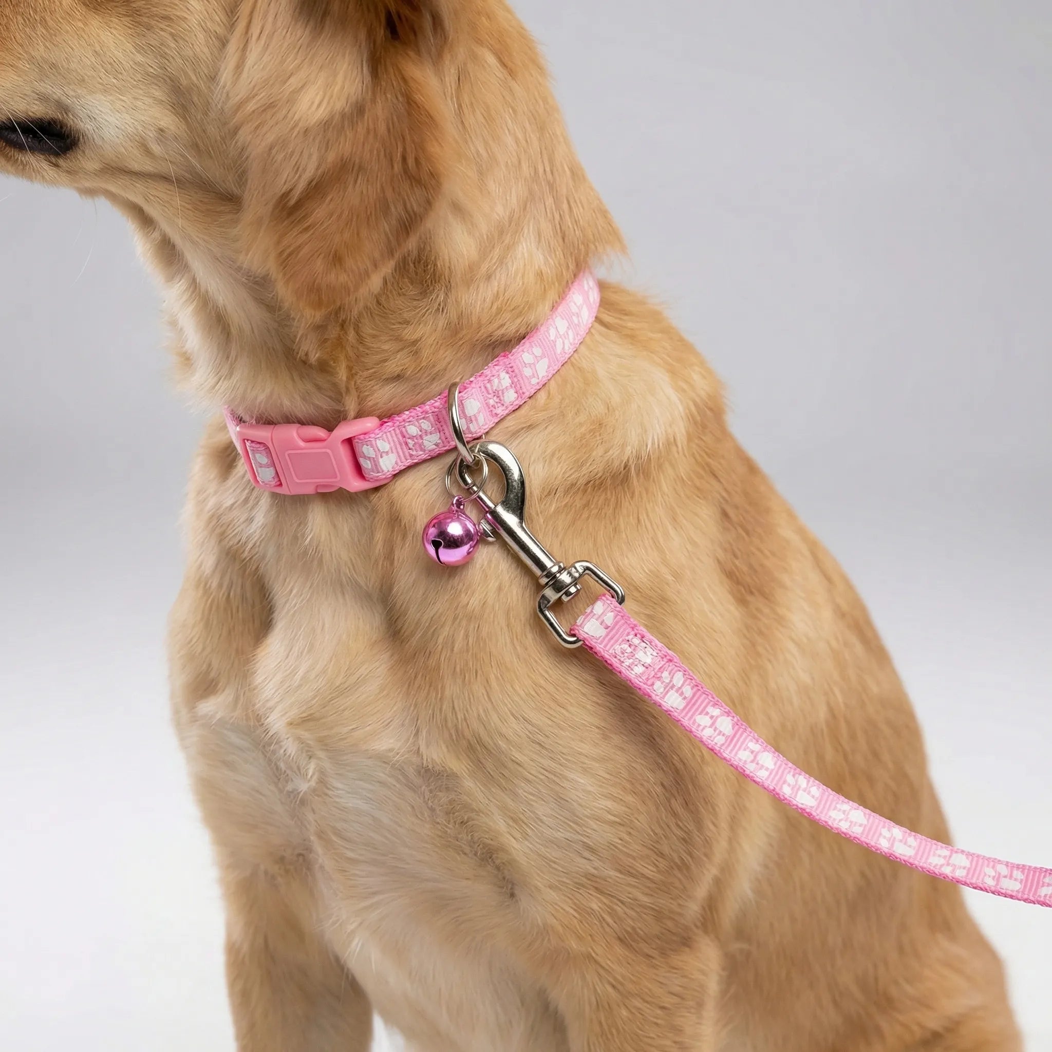 Nordspur | Pawdash Adjustable Collar And Leash Set