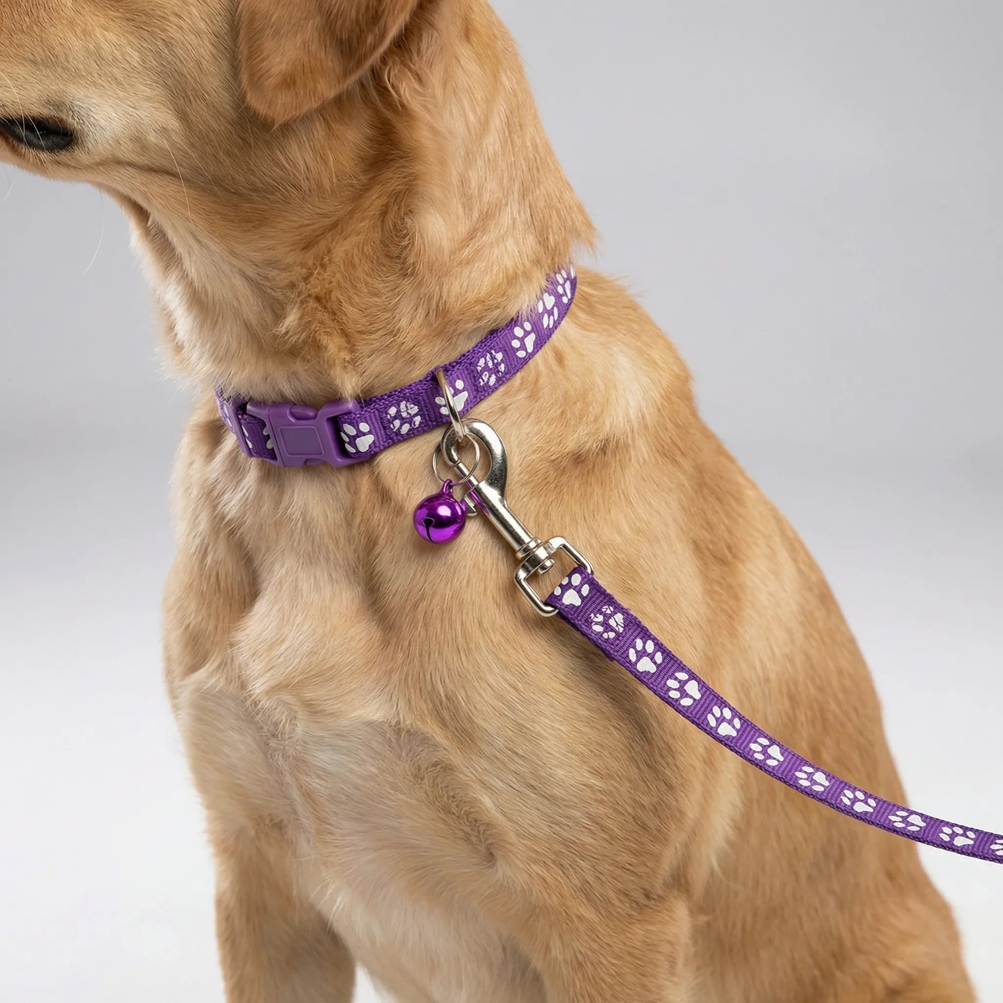 Nordspur | Pawdash Adjustable Collar And Leash Set