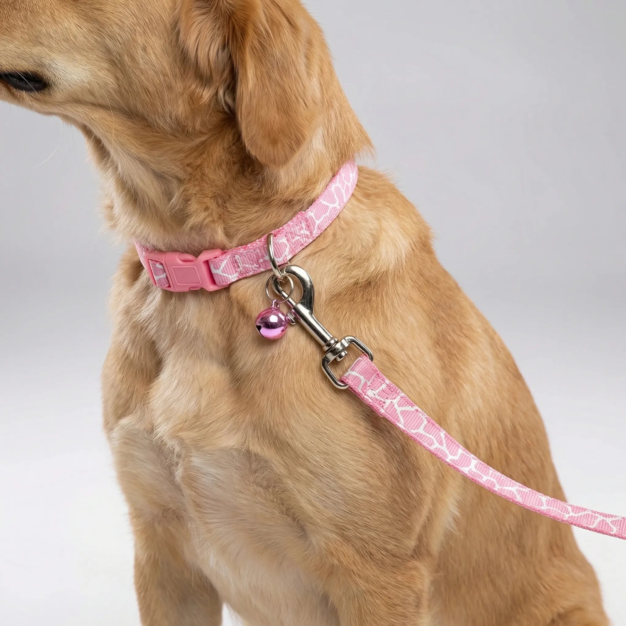 Nordspur | Pawdash Adjustable Collar And Leash Set