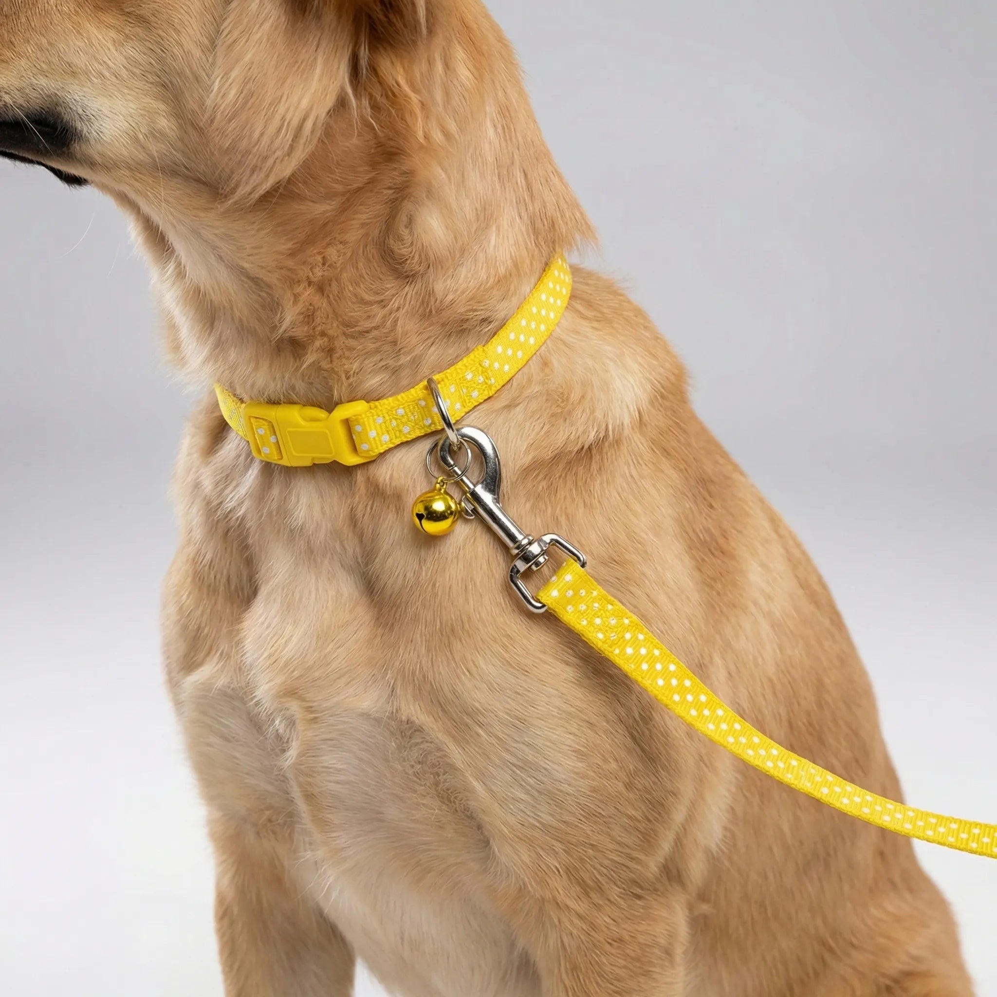 Nordspur | Pawdash Adjustable Collar And Leash Set