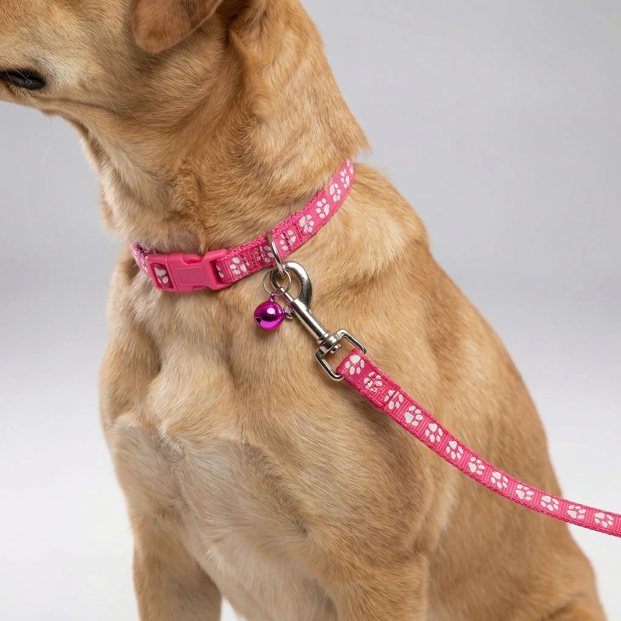 Nordspur | Pawdash Adjustable Collar And Leash Set