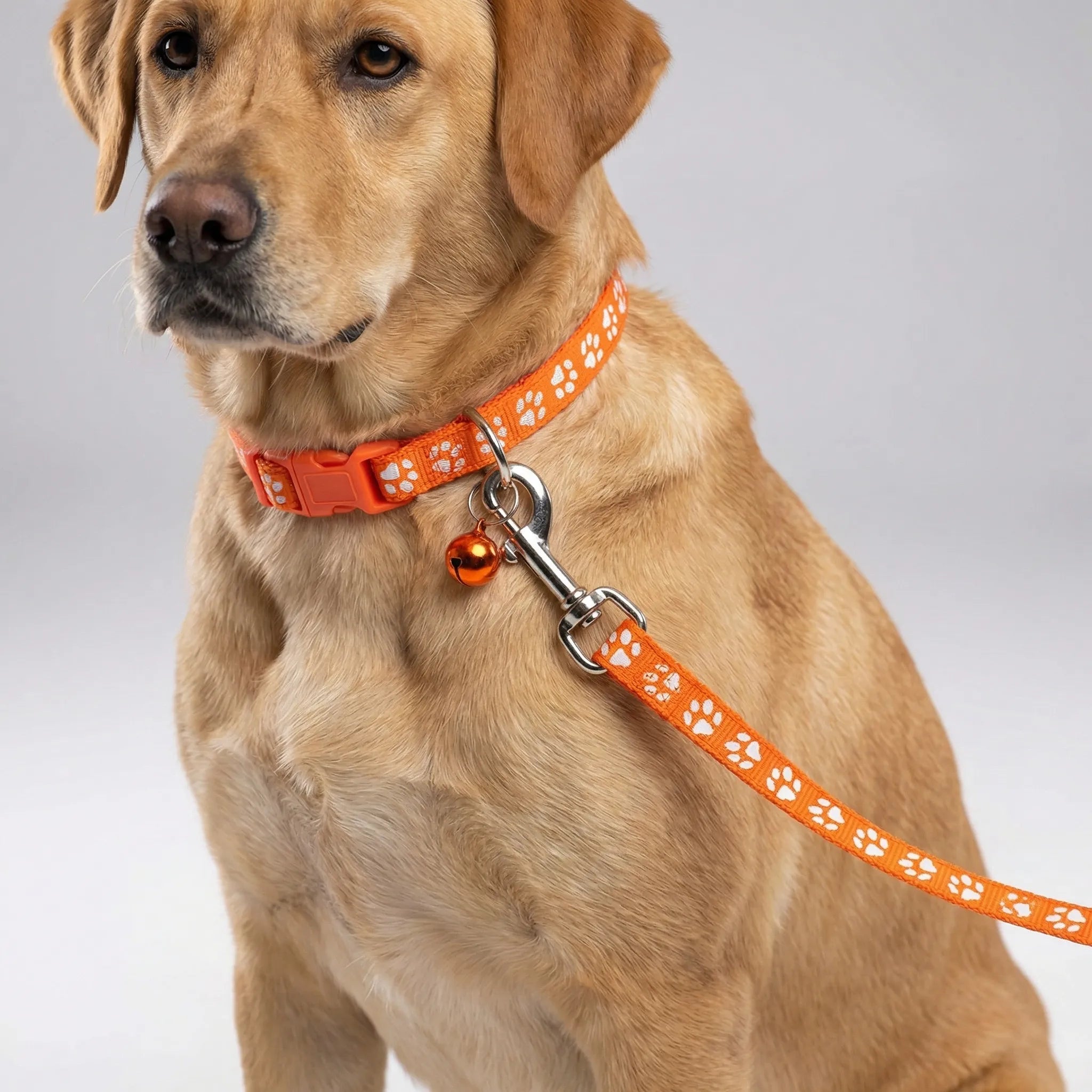 Nordspur | Pawdash Adjustable Collar And Leash Set