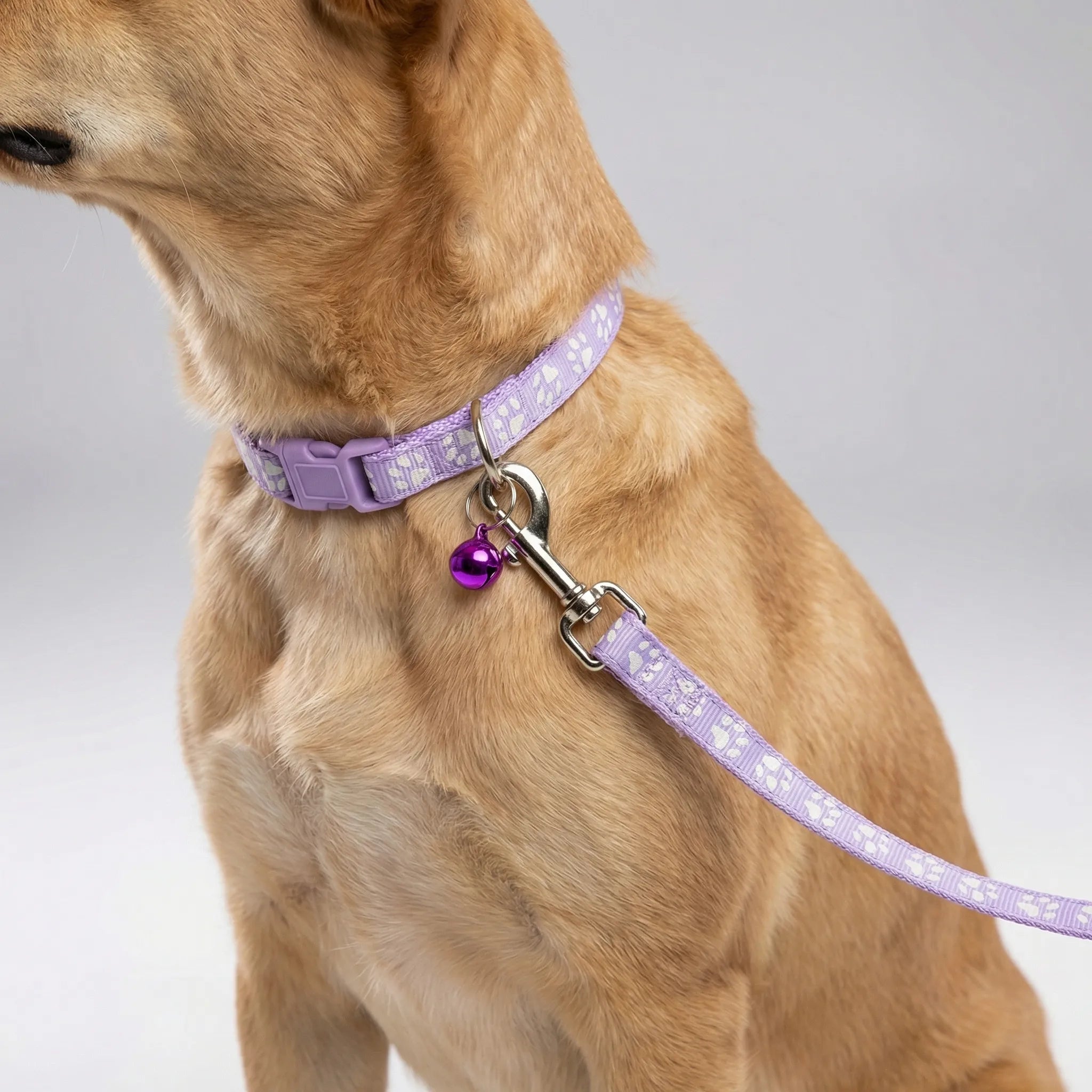 Nordspur | Pawdash Adjustable Collar And Leash Set