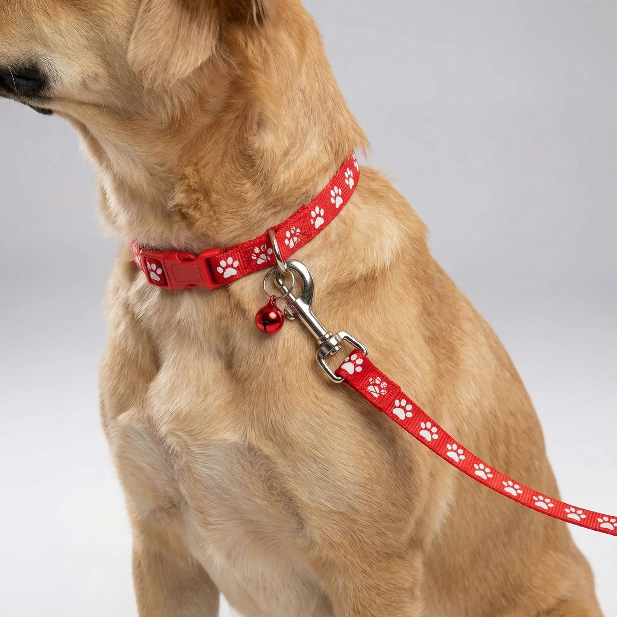 Nordspur | Pawdash Adjustable Collar And Leash Set