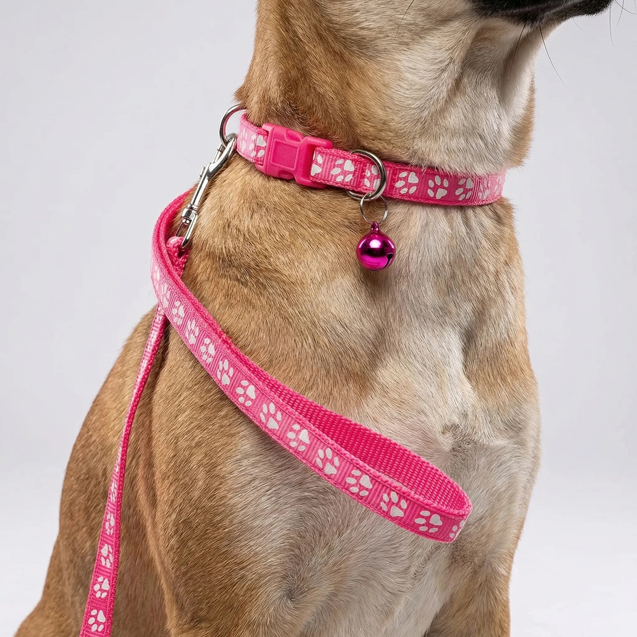 Nordspur | Pawdash Adjustable Collar And Leash Set