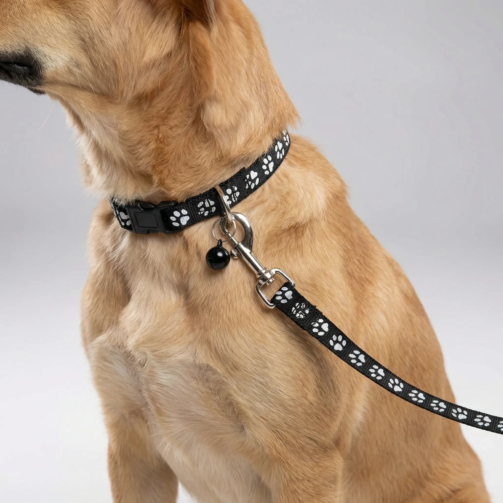 Nordspur | Pawdash Adjustable Collar And Leash Set