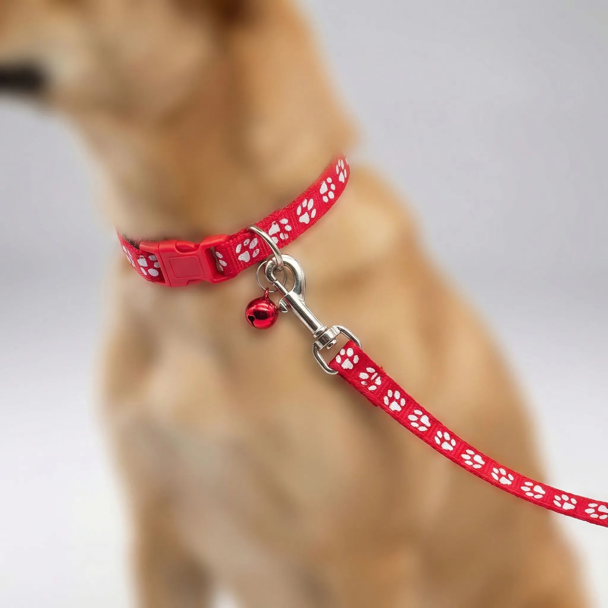 Nordspur | Pawdash Adjustable Collar And Leash Set