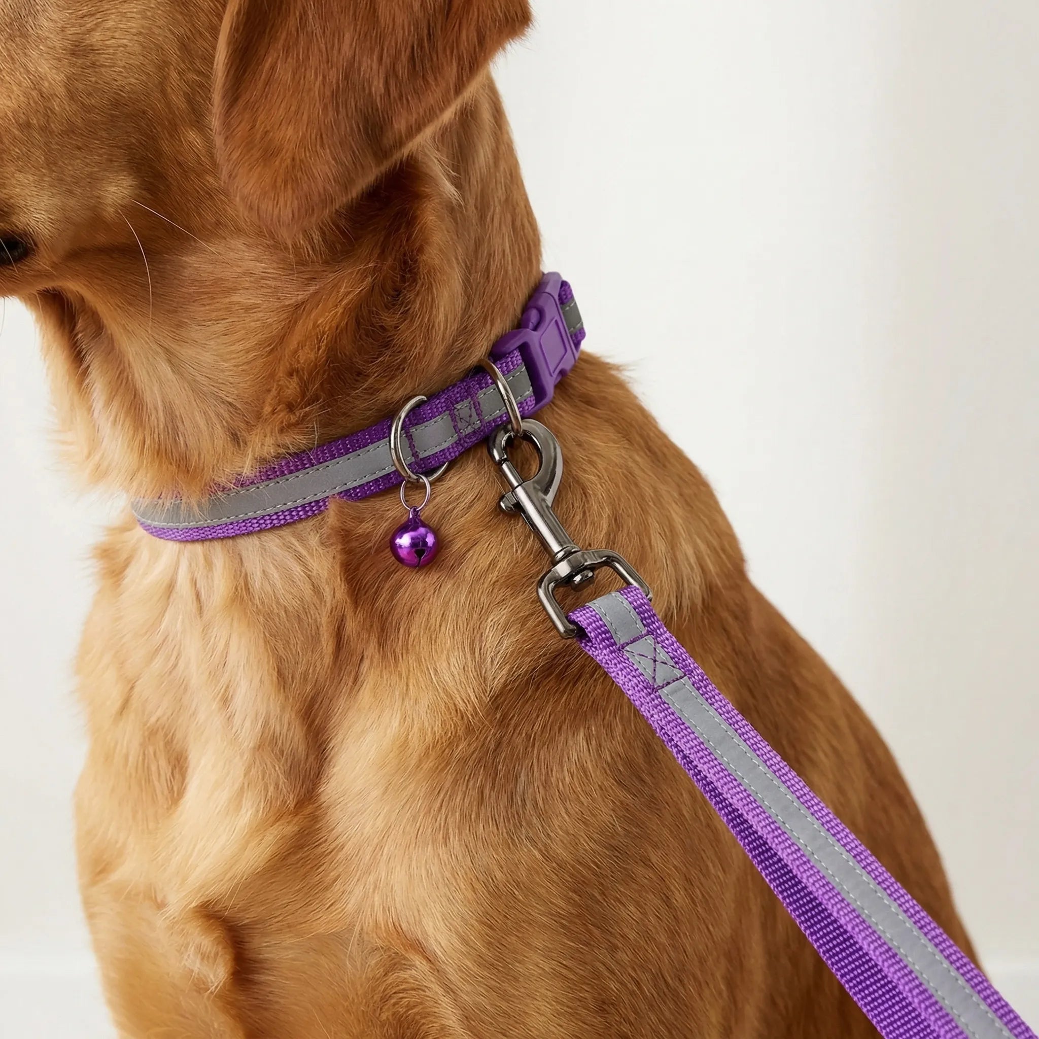 Nordspur | Pawdash Adjustable Collar And Leash Set