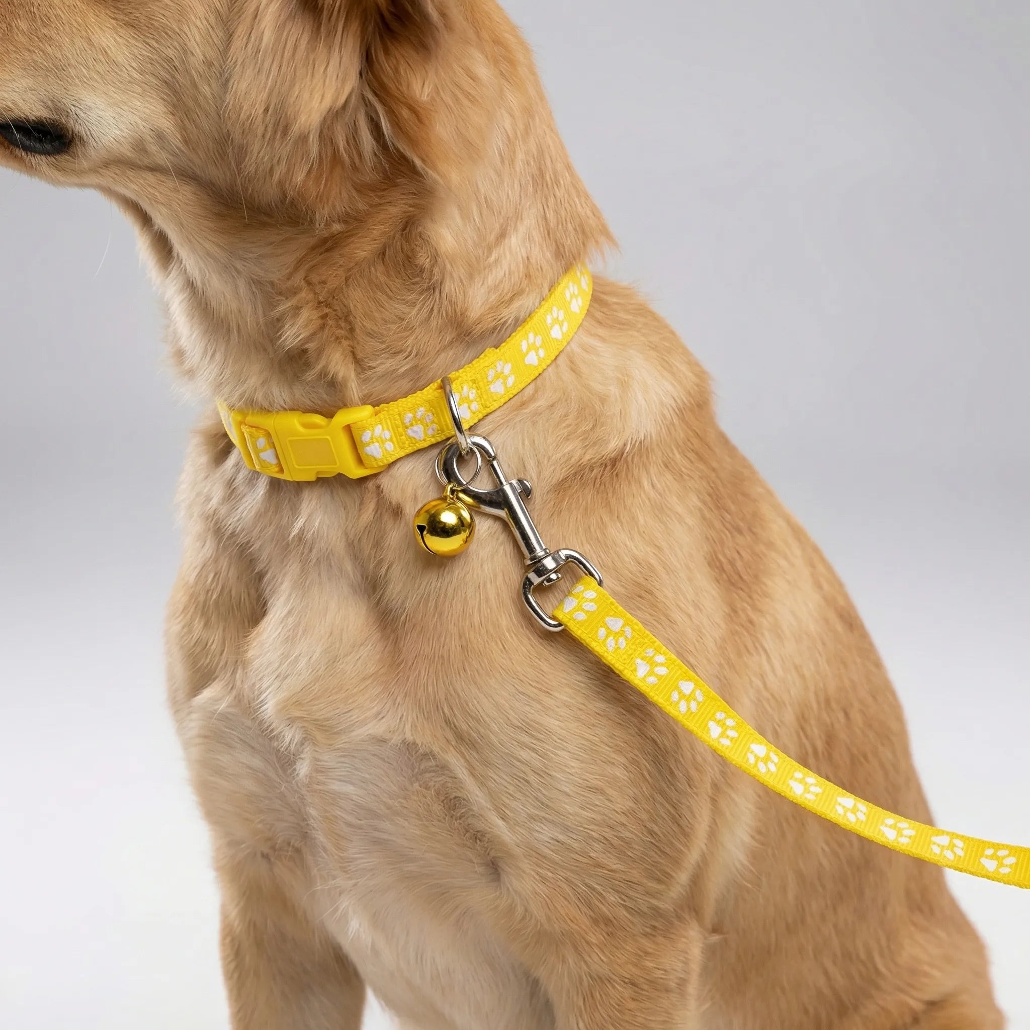 Nordspur | Pawdash Adjustable Collar And Leash Set