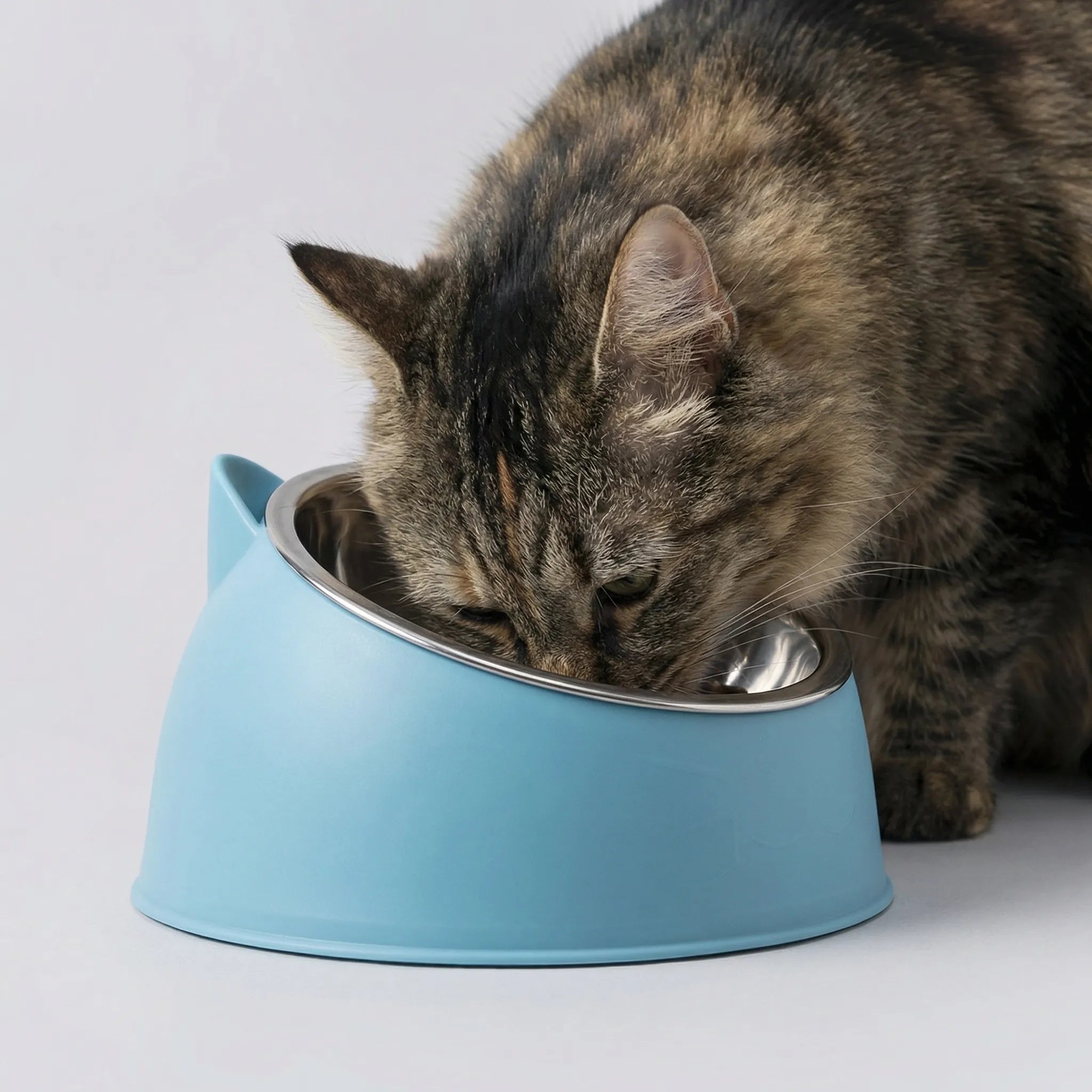 Nordspur | Pawlique Inclined Tilted Cat Feeding Bowl