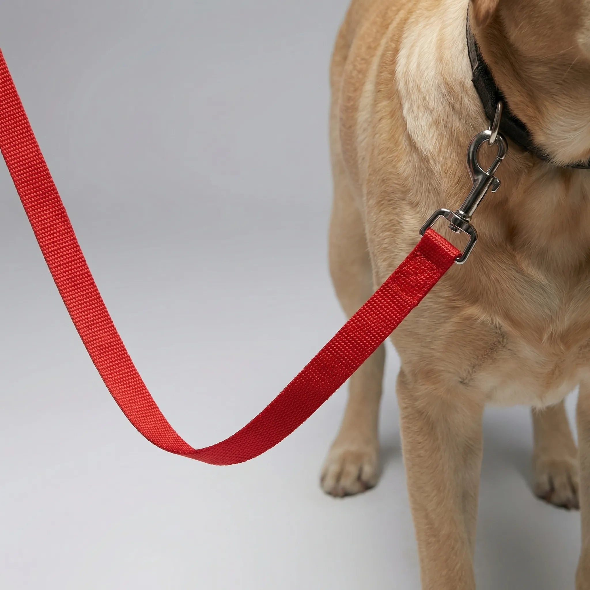 Nordspur | Pawlyne Long-Line Dog Training Lead