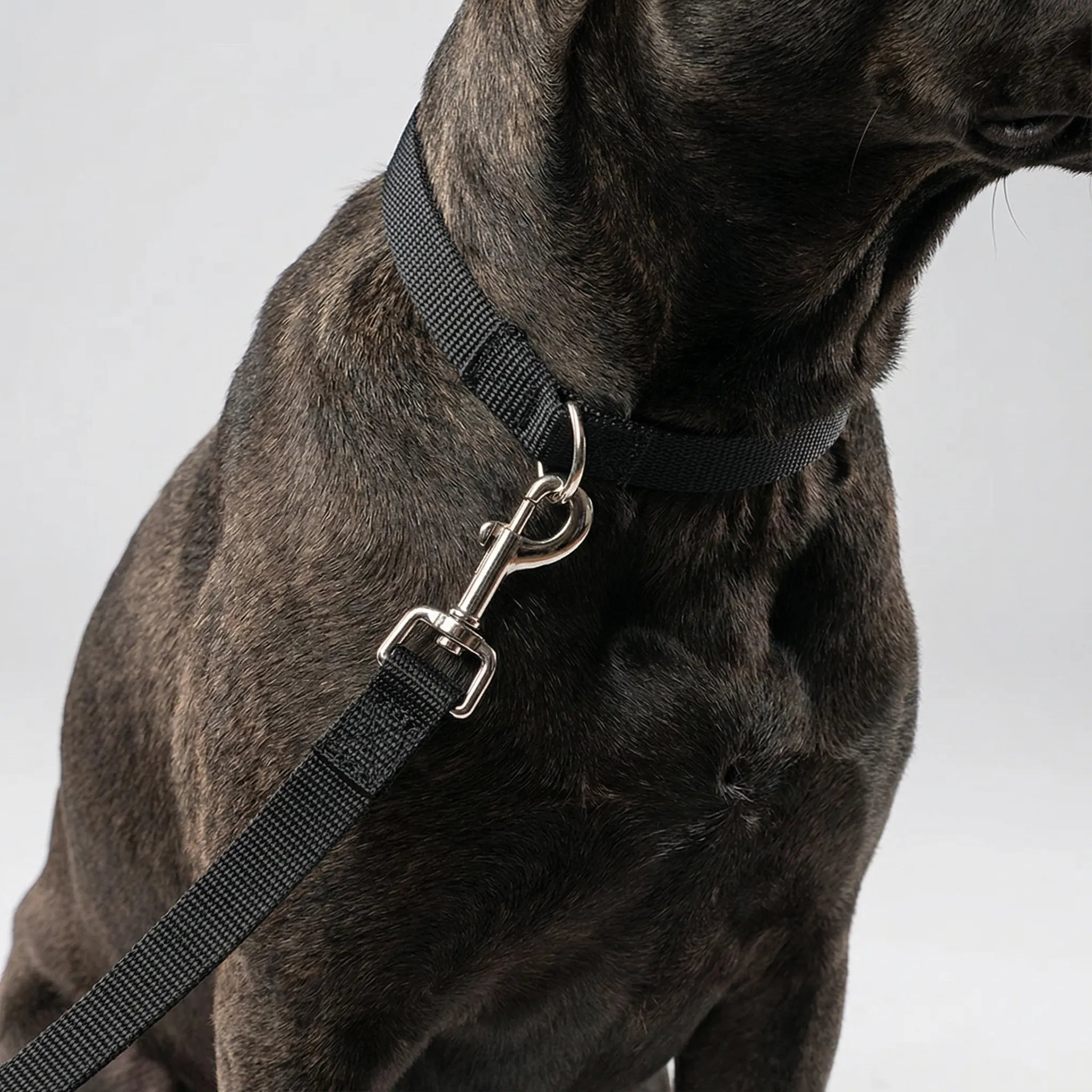 Nordspur | Pawlyne Long-Line Dog Training Lead